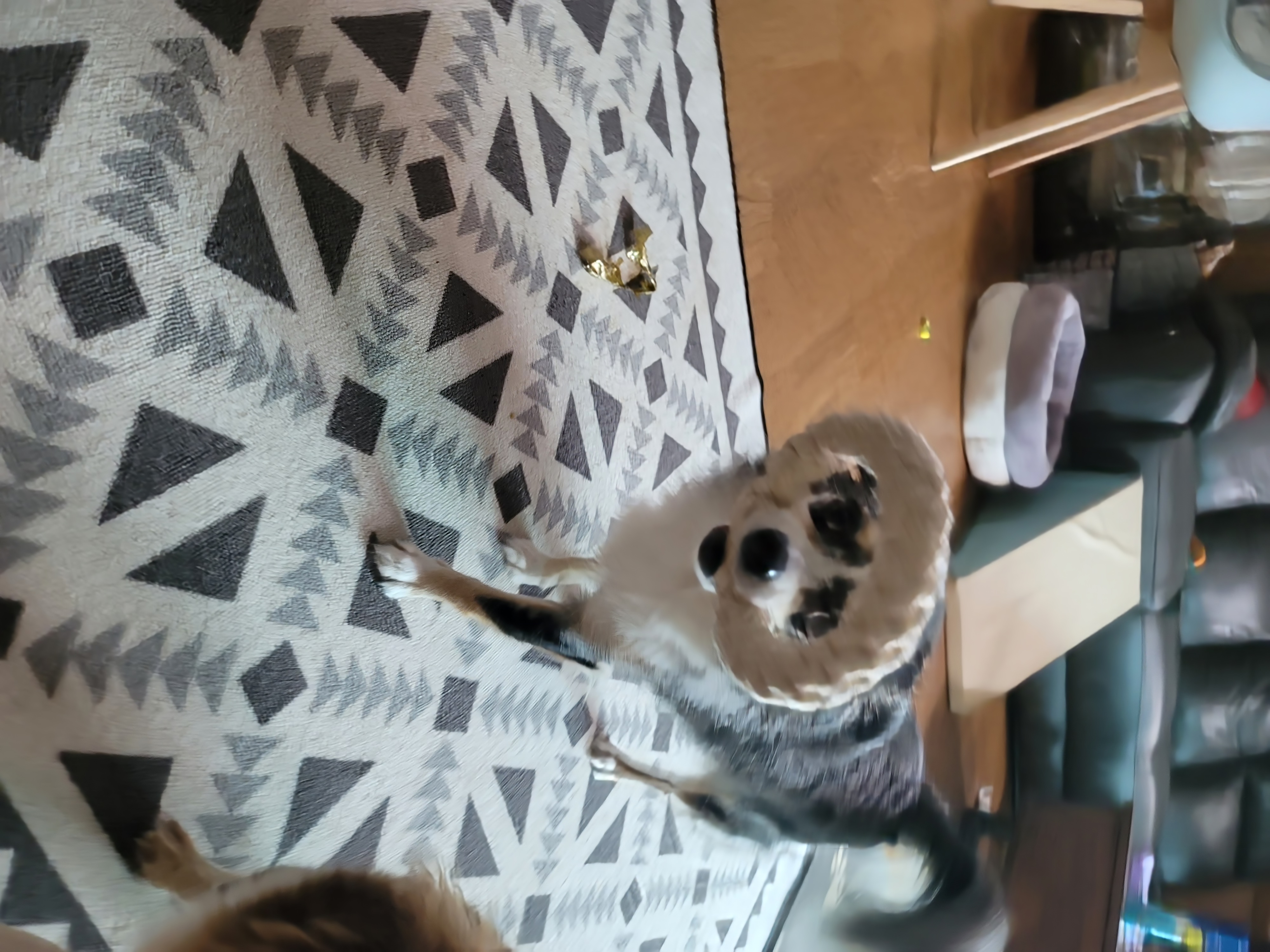 쁘띠(평택번식장 자견) 시골생활 1년~