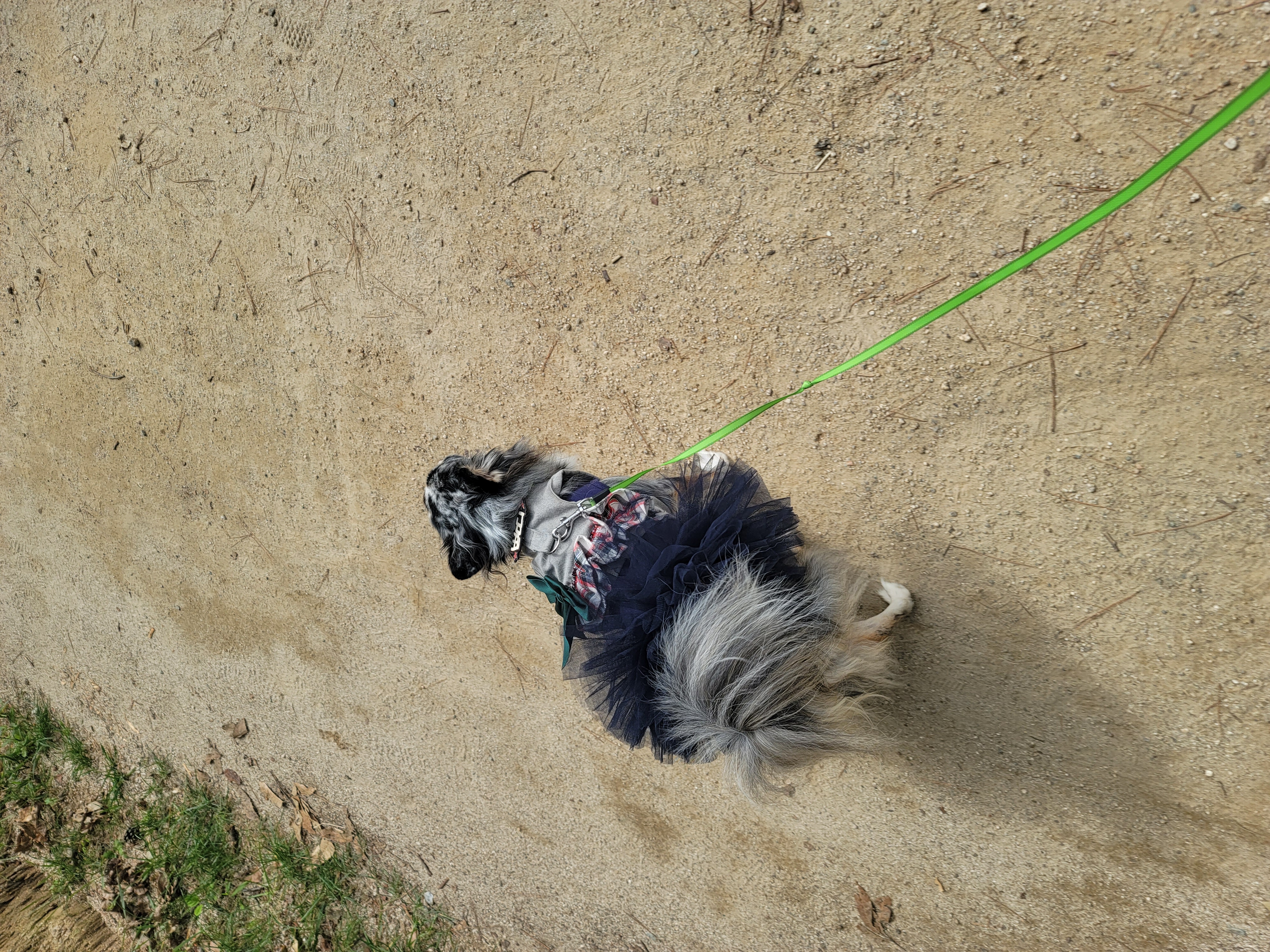 쁘띠(평택번식장 자견) 시골생활 1년~