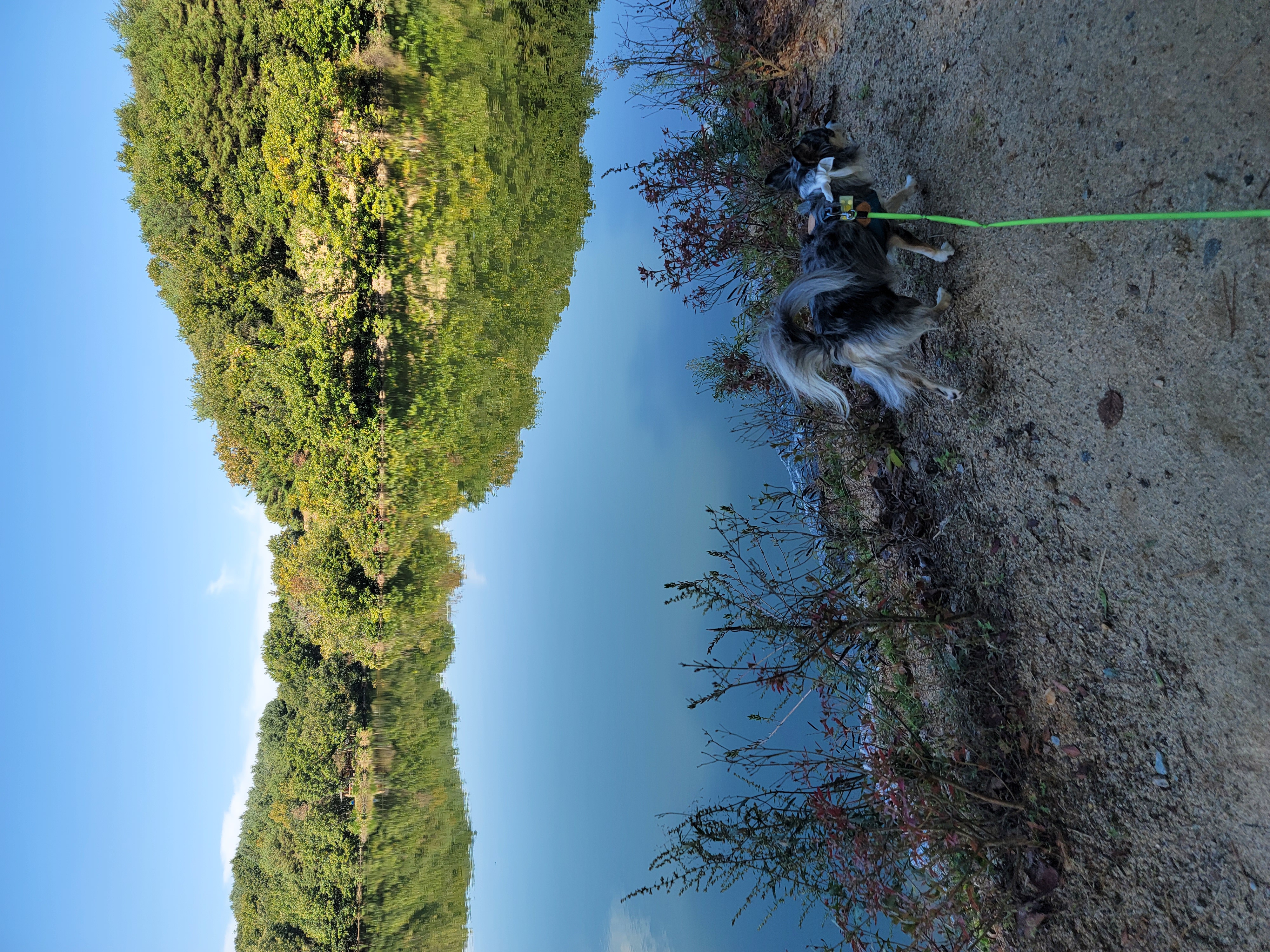 쁘띠(평택번식장 자견) 시골생활 1년~