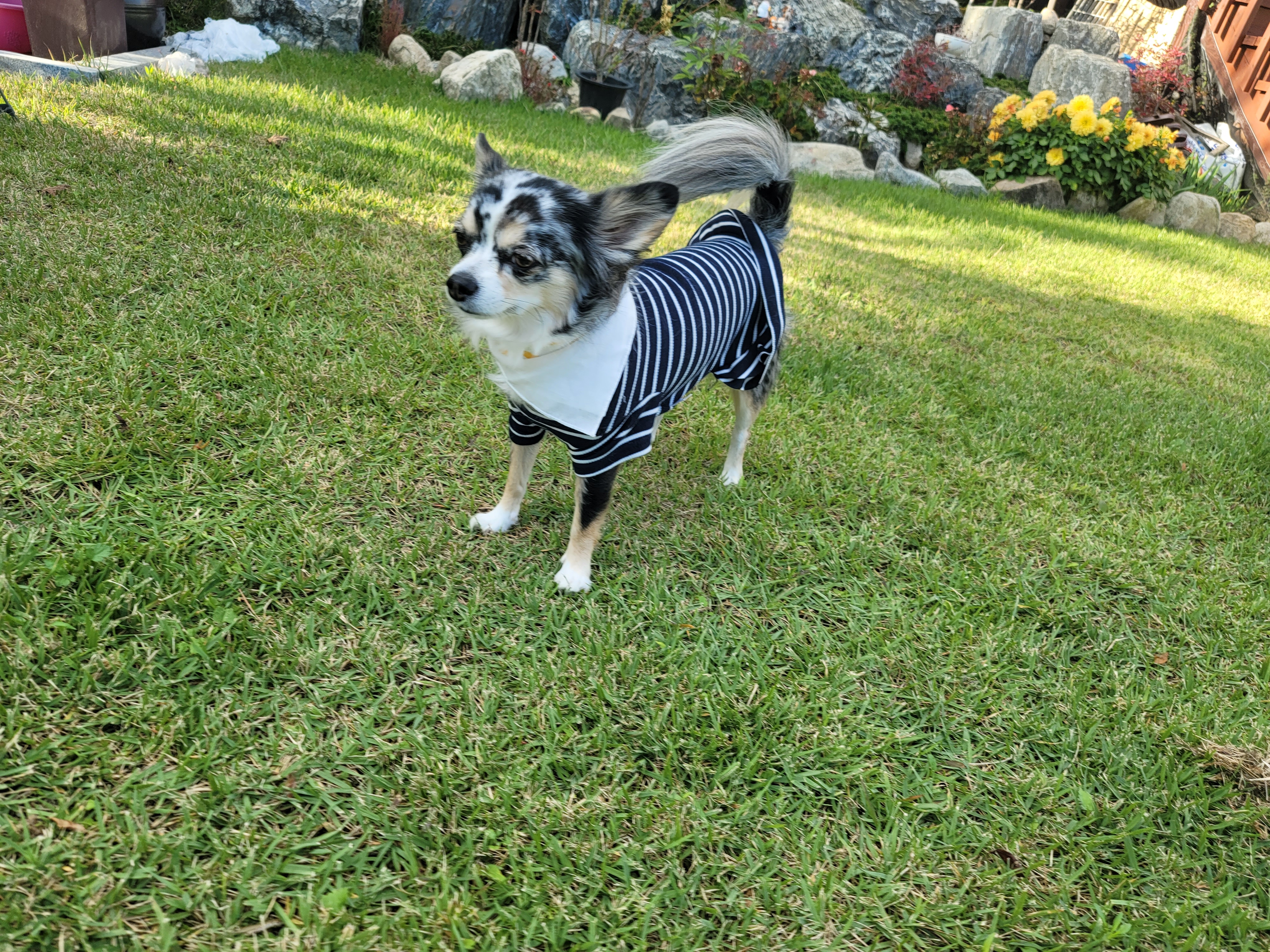 쁘띠(평택번식장 자견) 시골생활 1년~