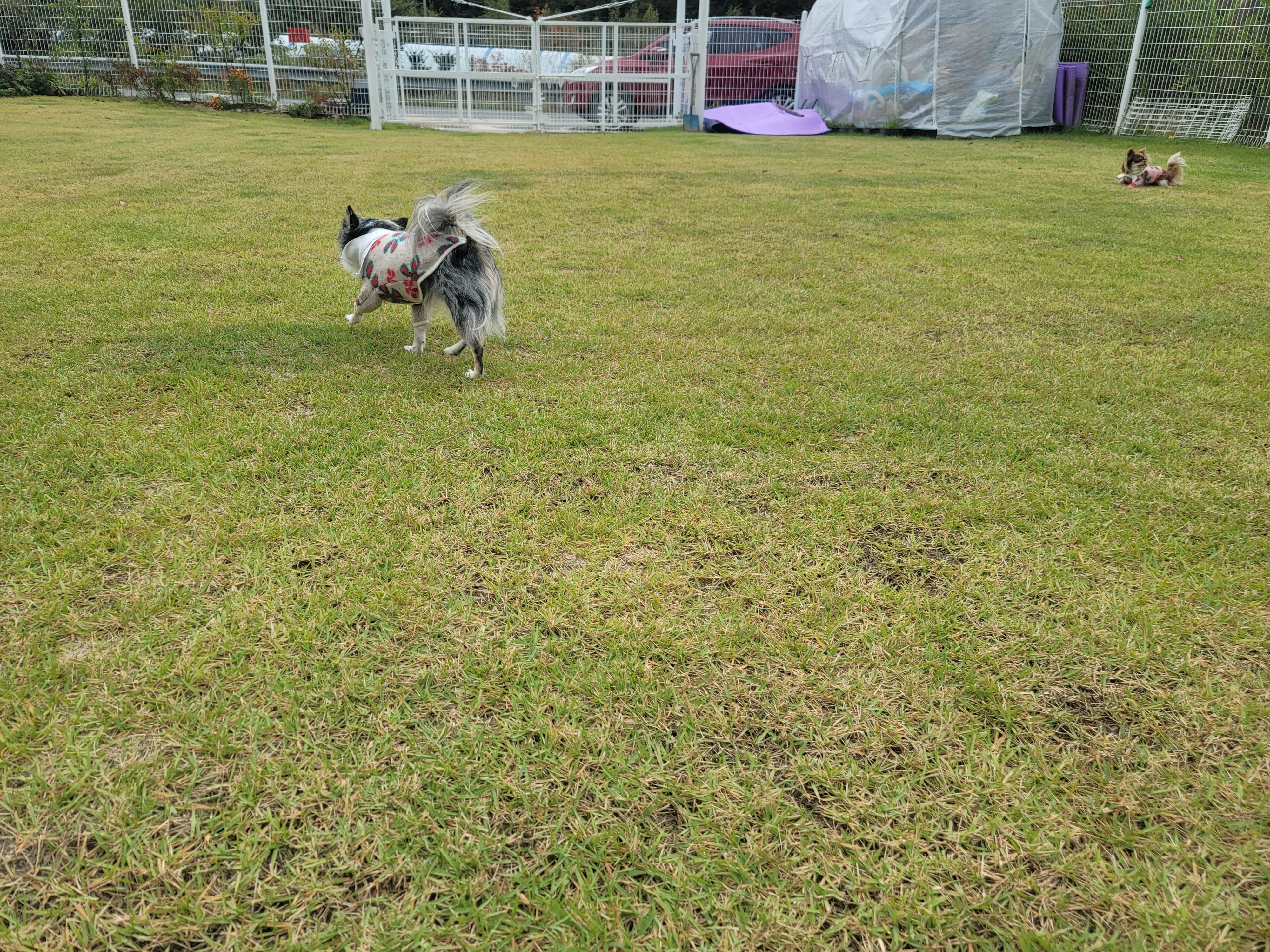 쁘띠(평택번식장 자견) 시골생활 1년~