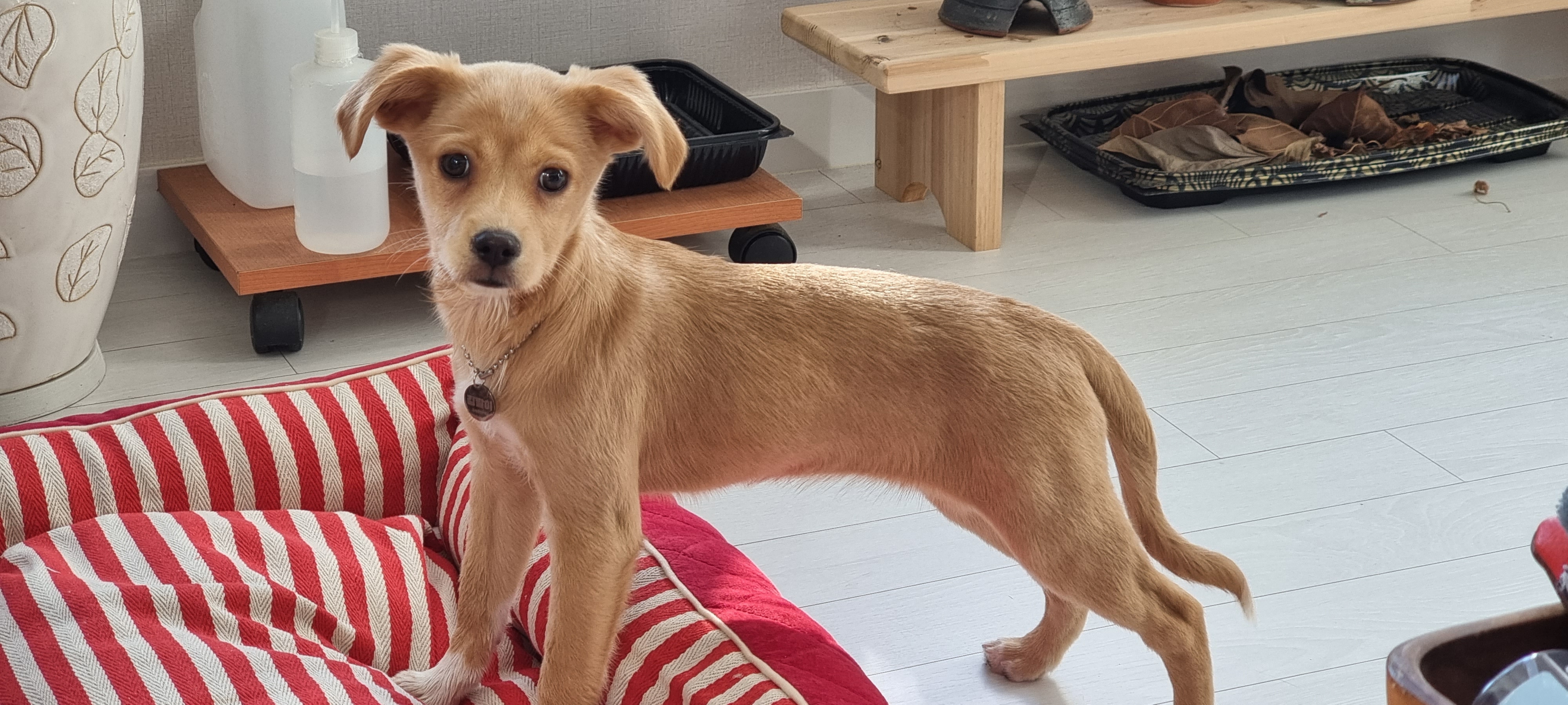 김말이(세미) 입양 후 일주일