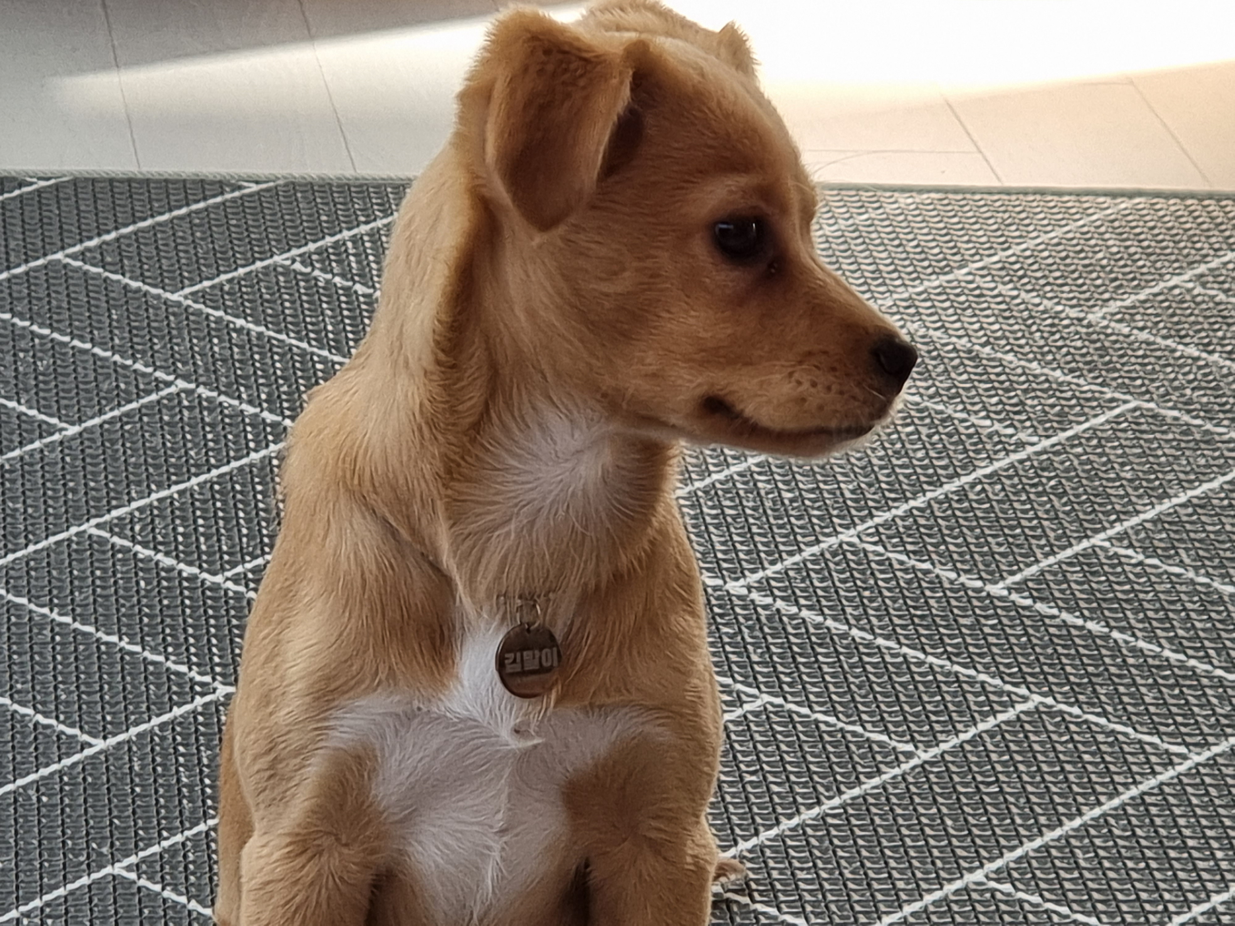 김말이(세미) 입양 후 일주일