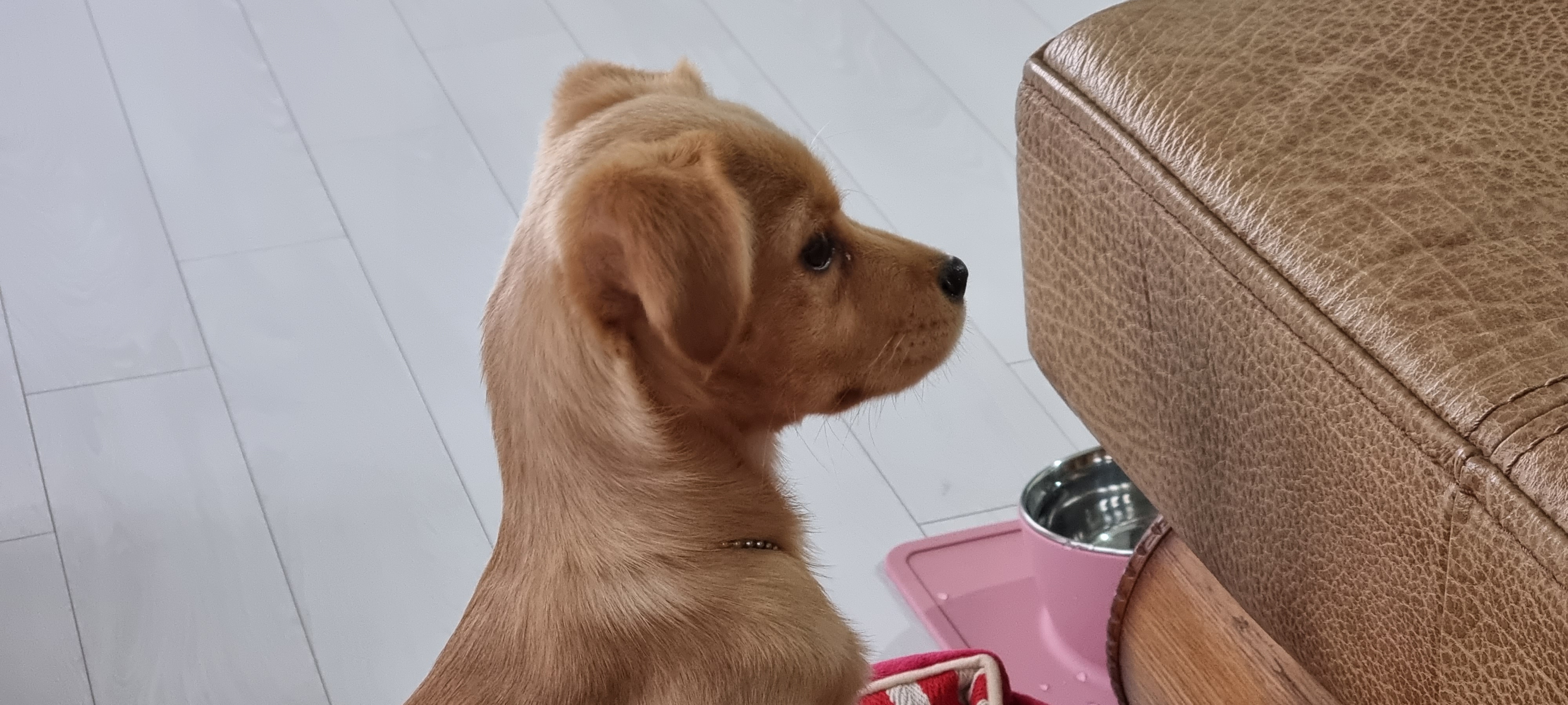 김말이(세미) 입양 후 일주일