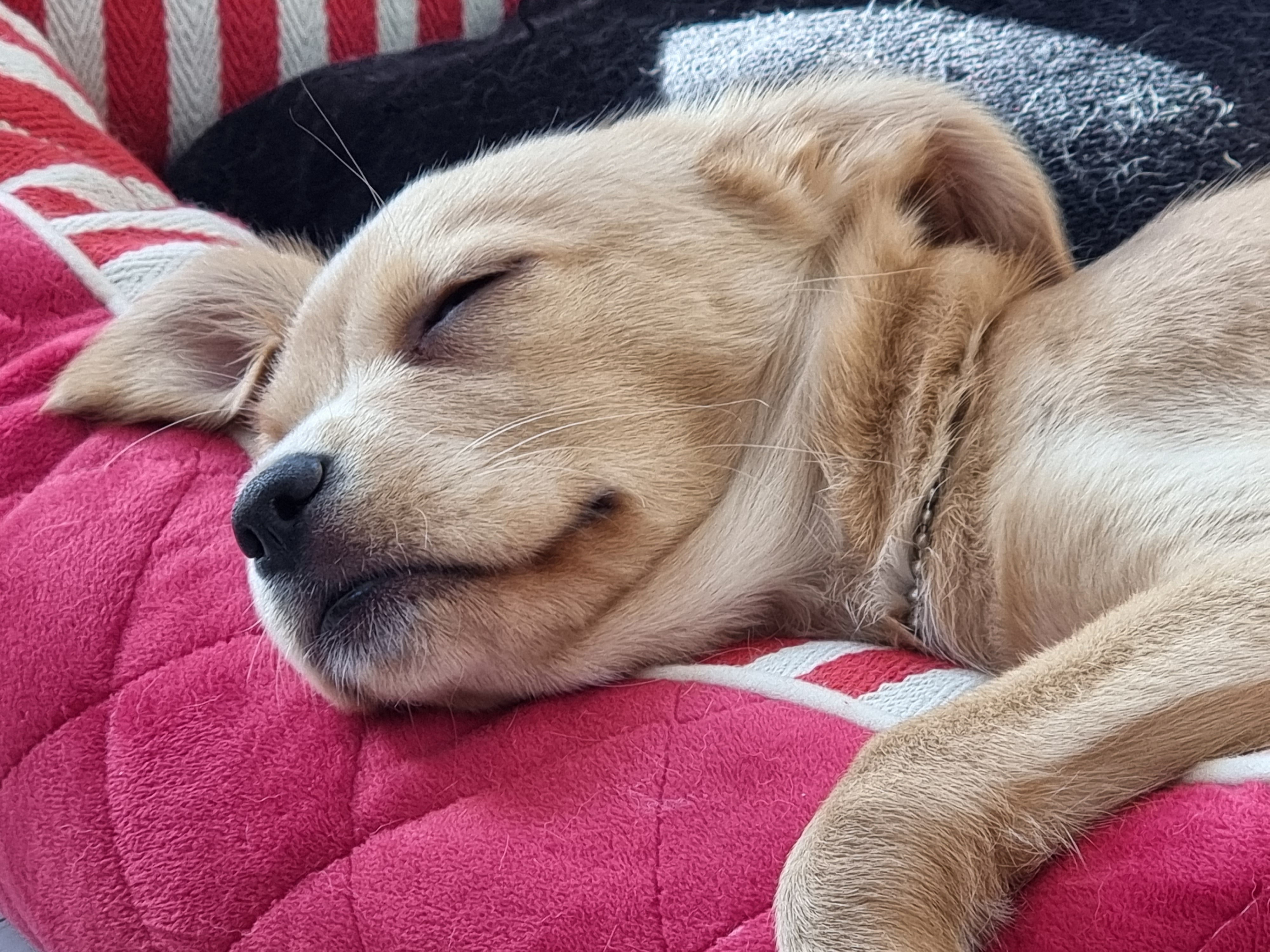 김말이(세미) 입양 후 일주일