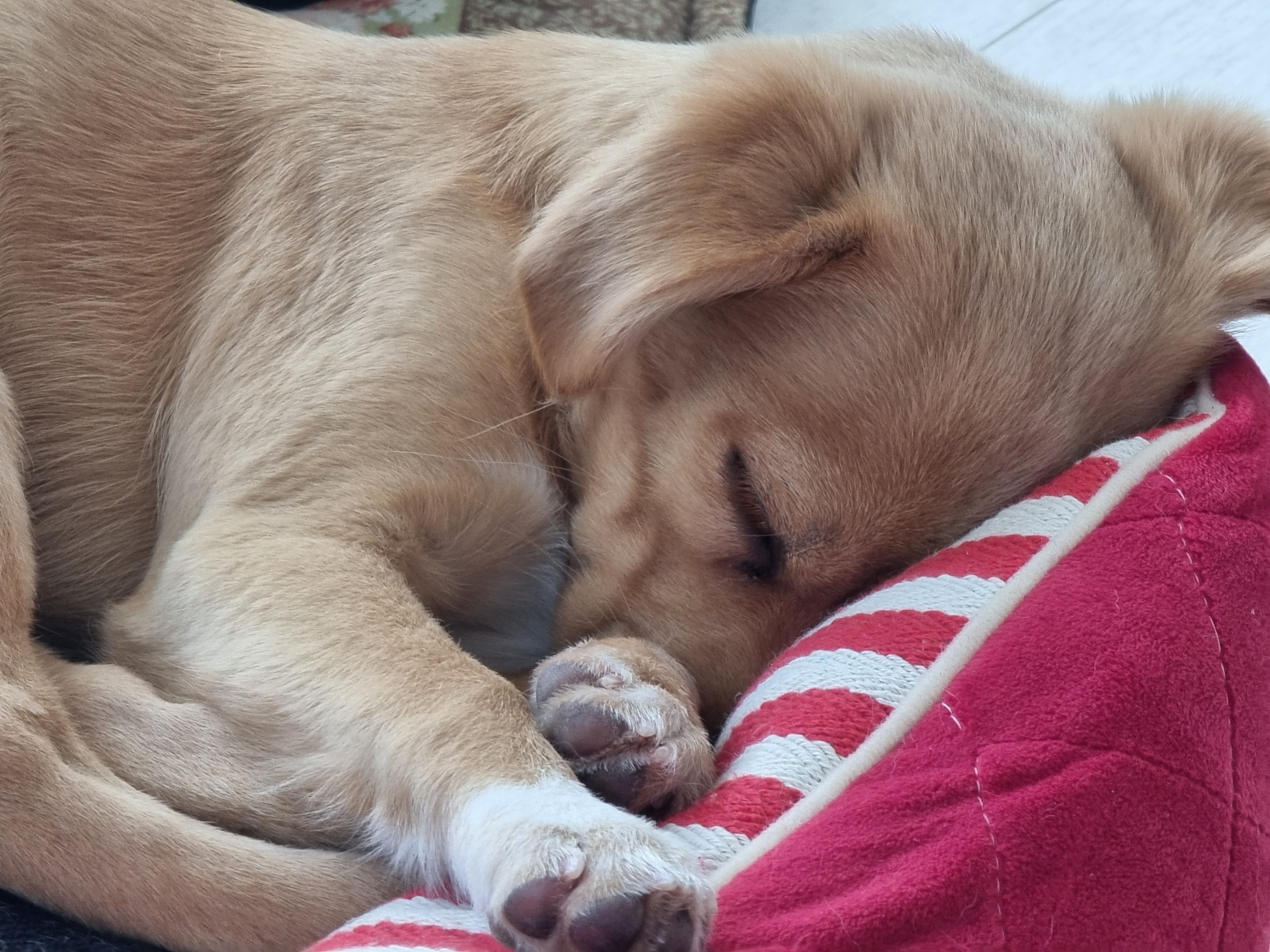 김말이(세미) 입양 후 일주일