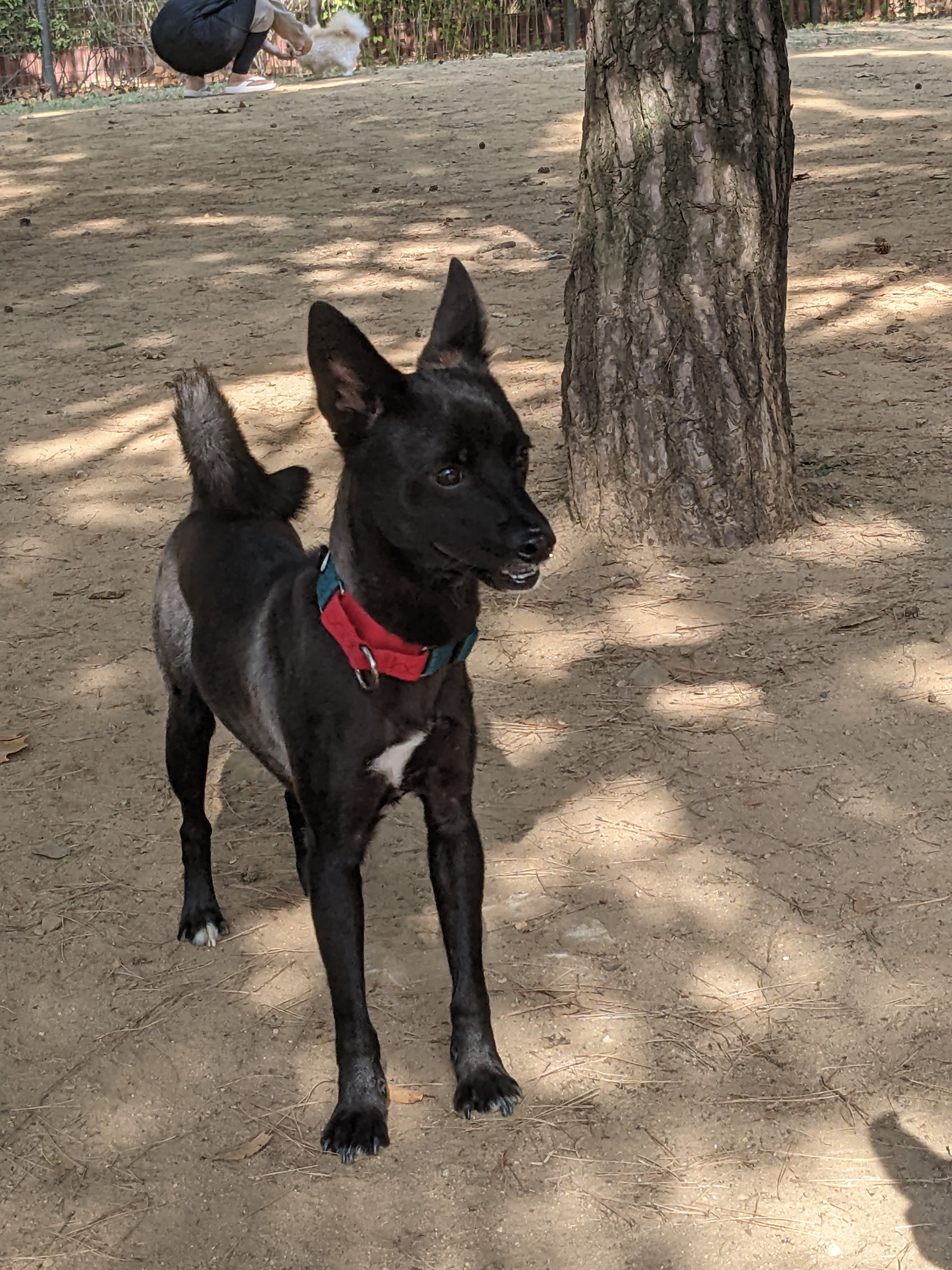 오렌지(트러플) 임보 3달 후기