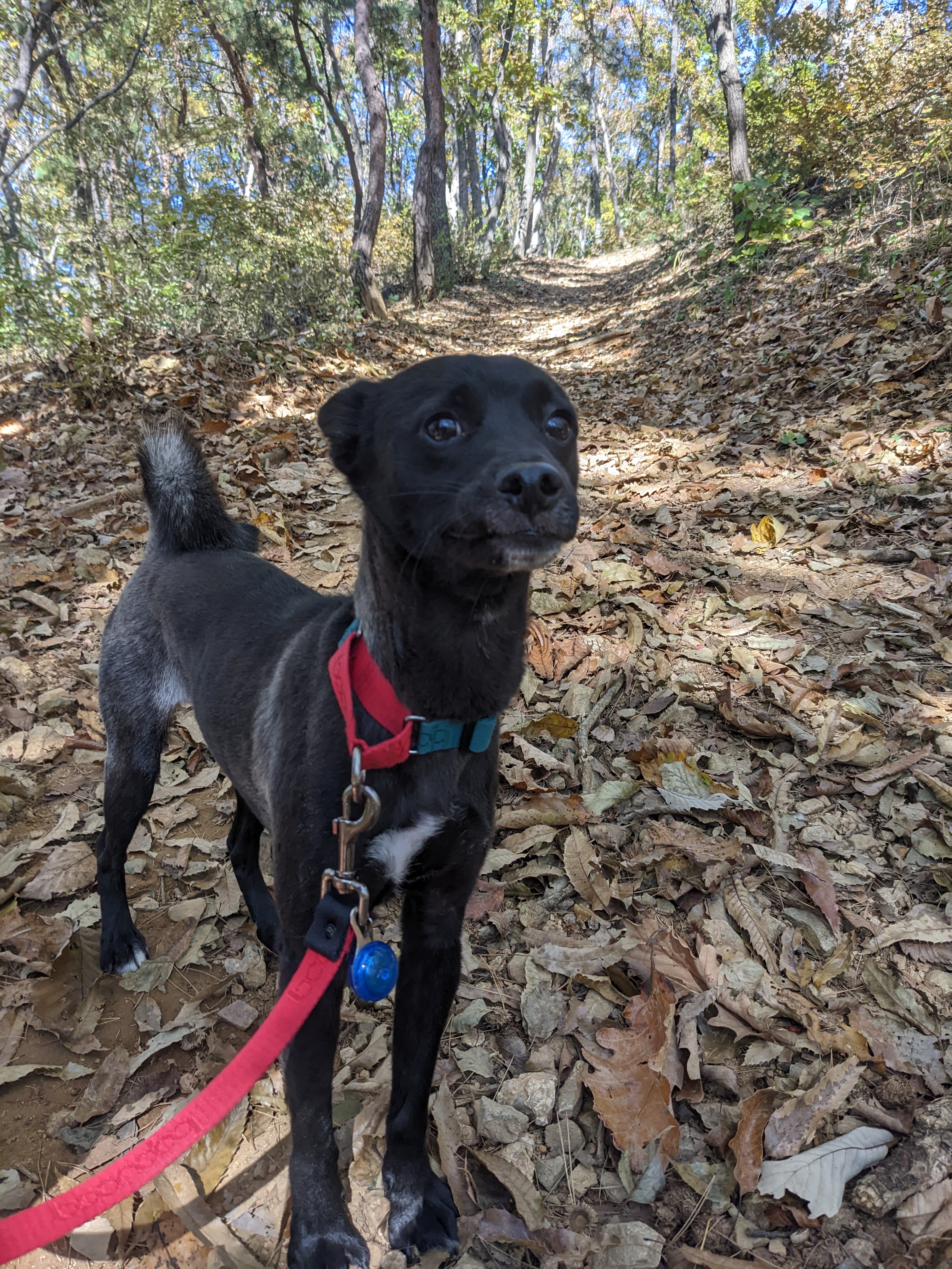 오렌지(트러플) 임보 3달 후기