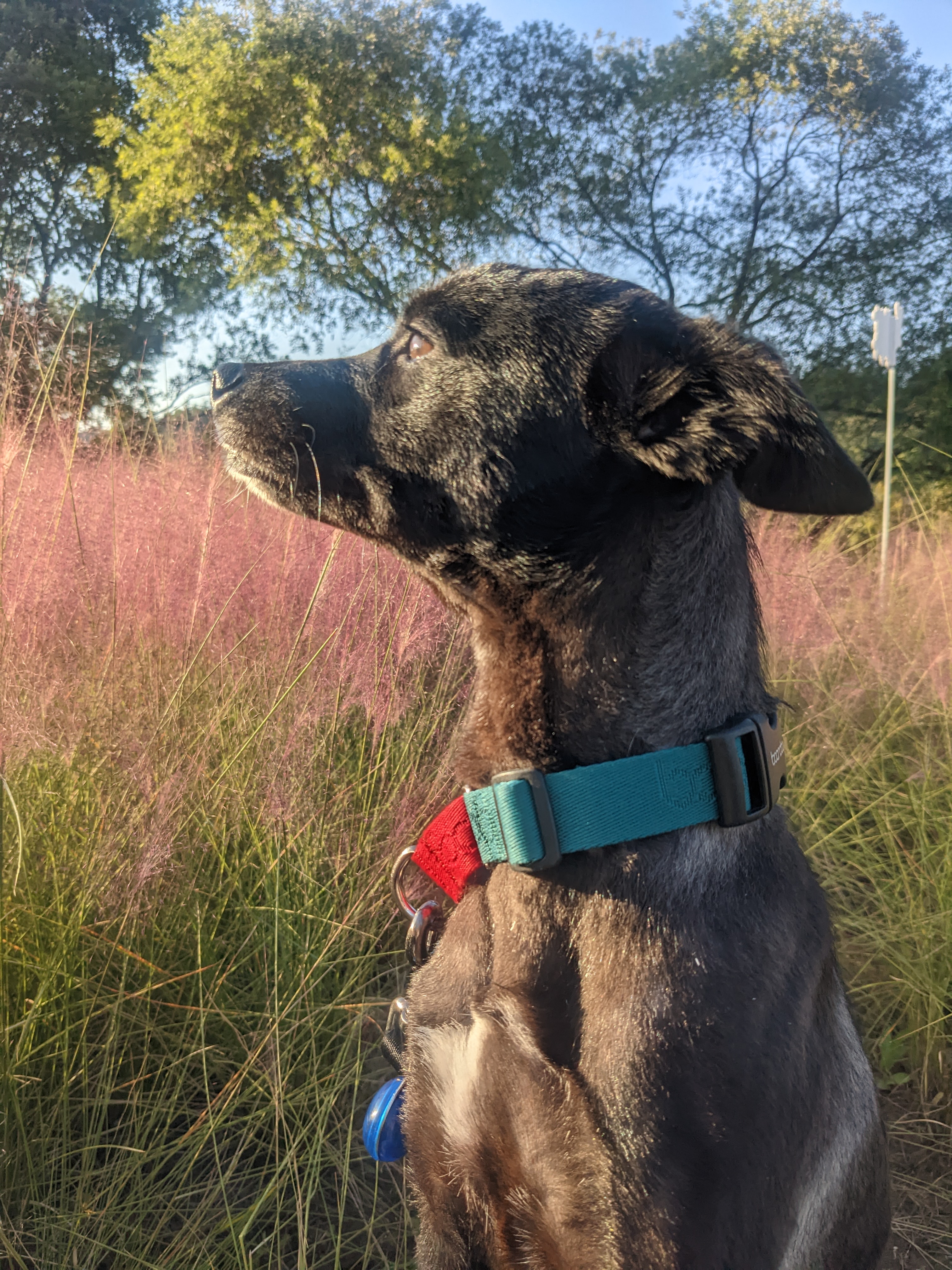 오렌지(트러플) 임보 3달 후기