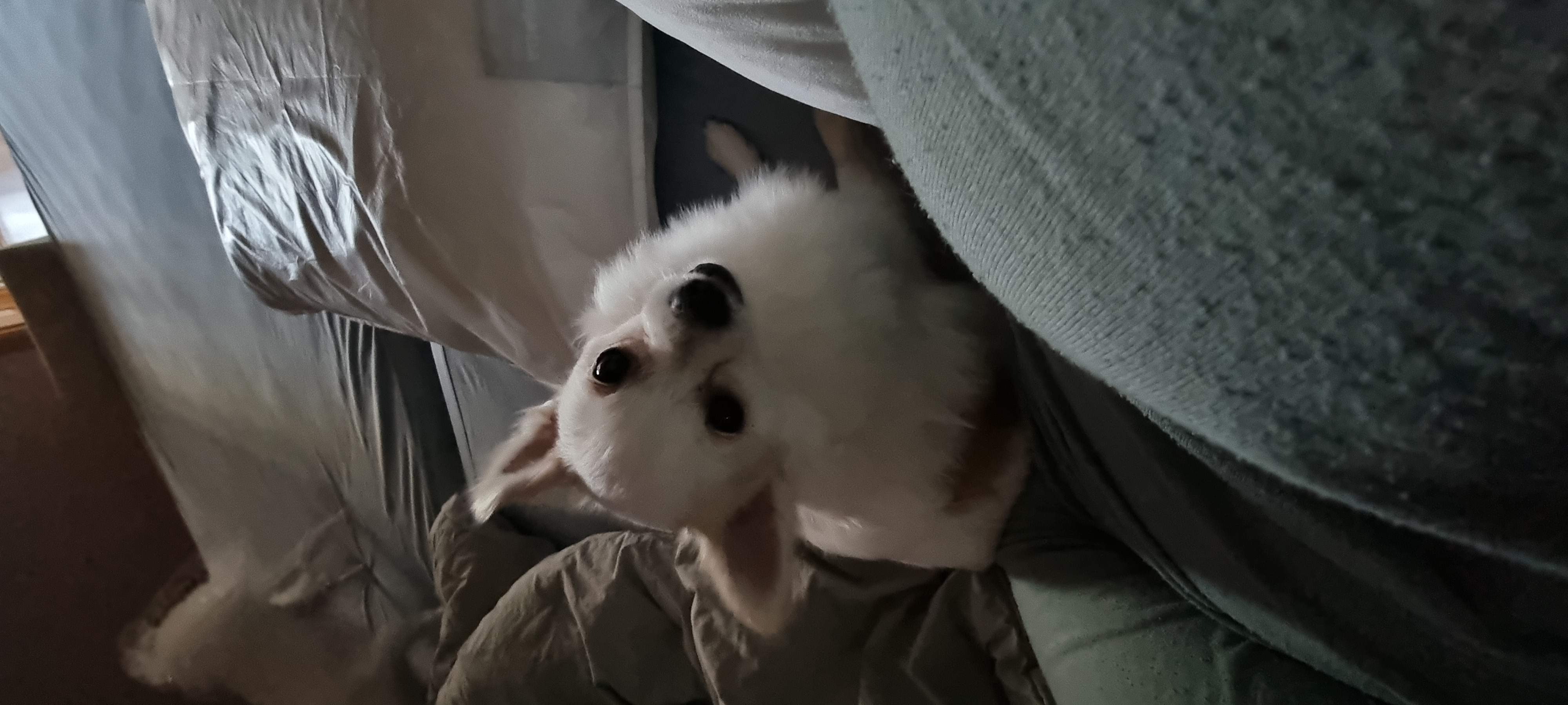 (올리) 3개월 됐어요