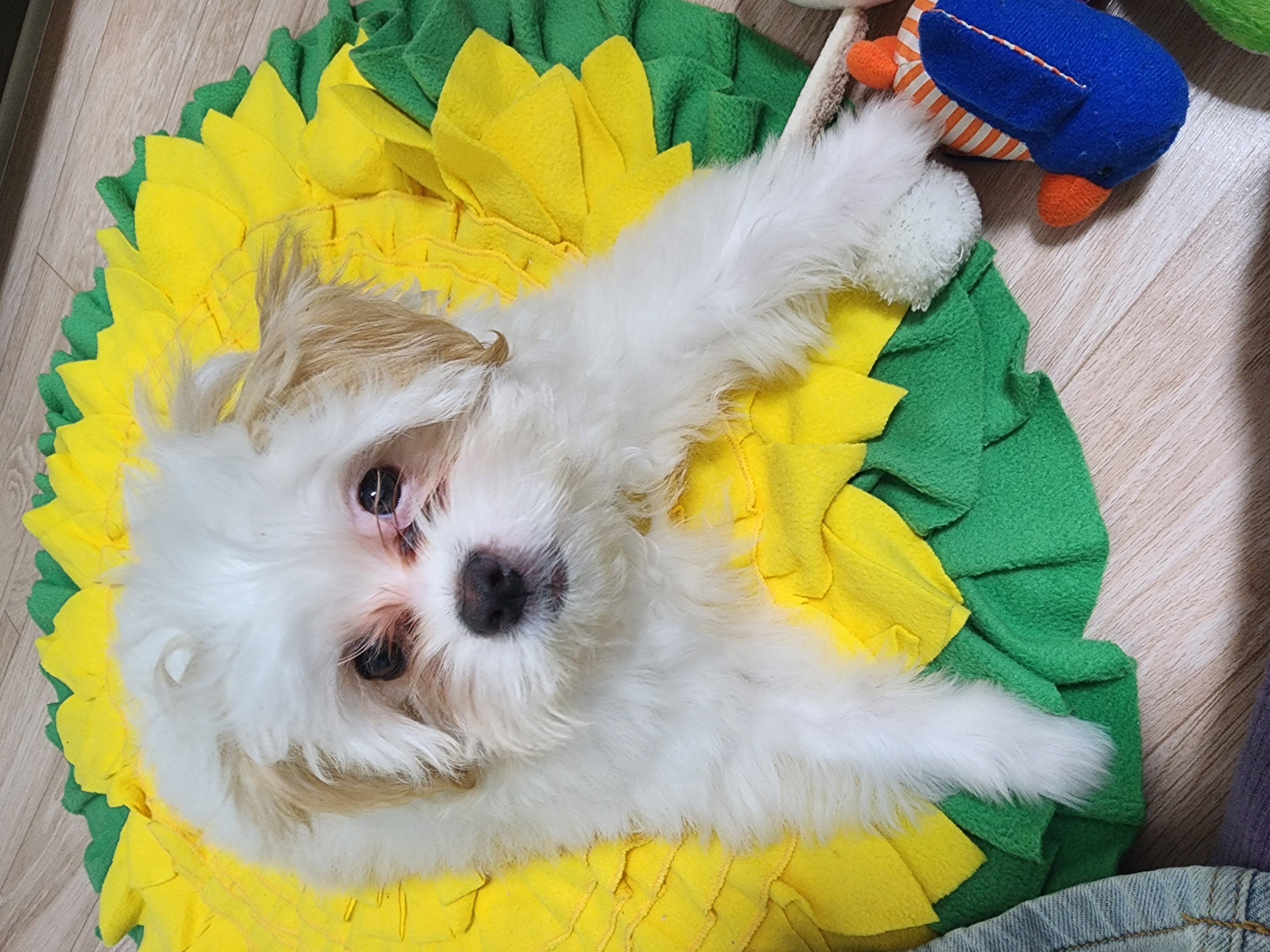 가을이 (아원) 입양 한달차 입니다 