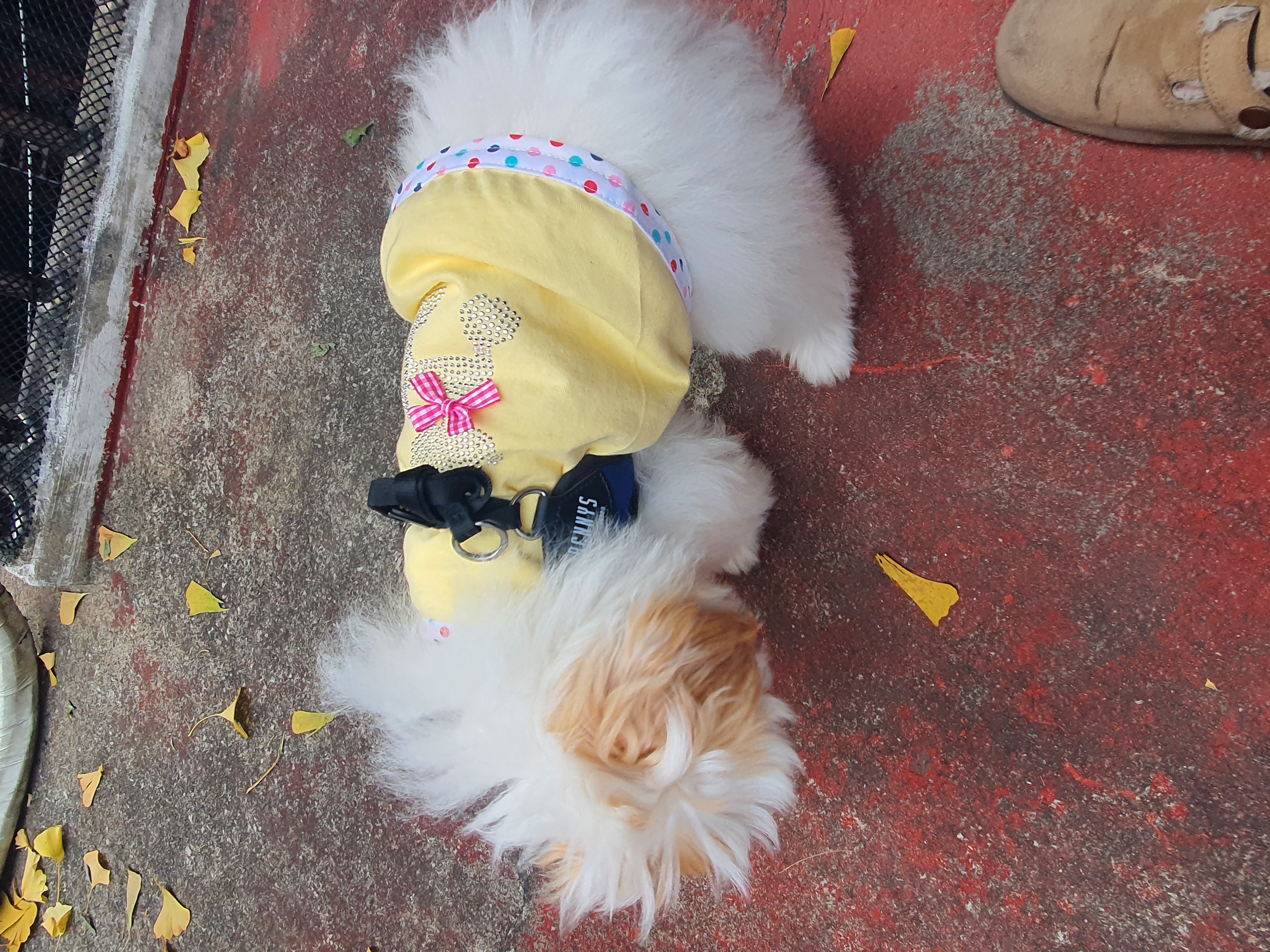 가을이 (아원) 입양 한달차 입니다 