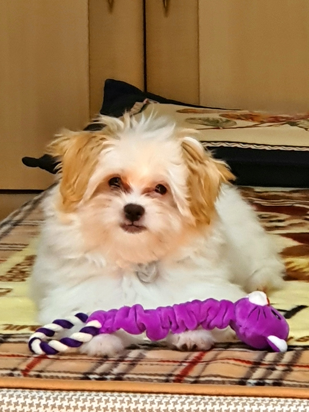 가을이 (아원) 입양 한달차 입니다 