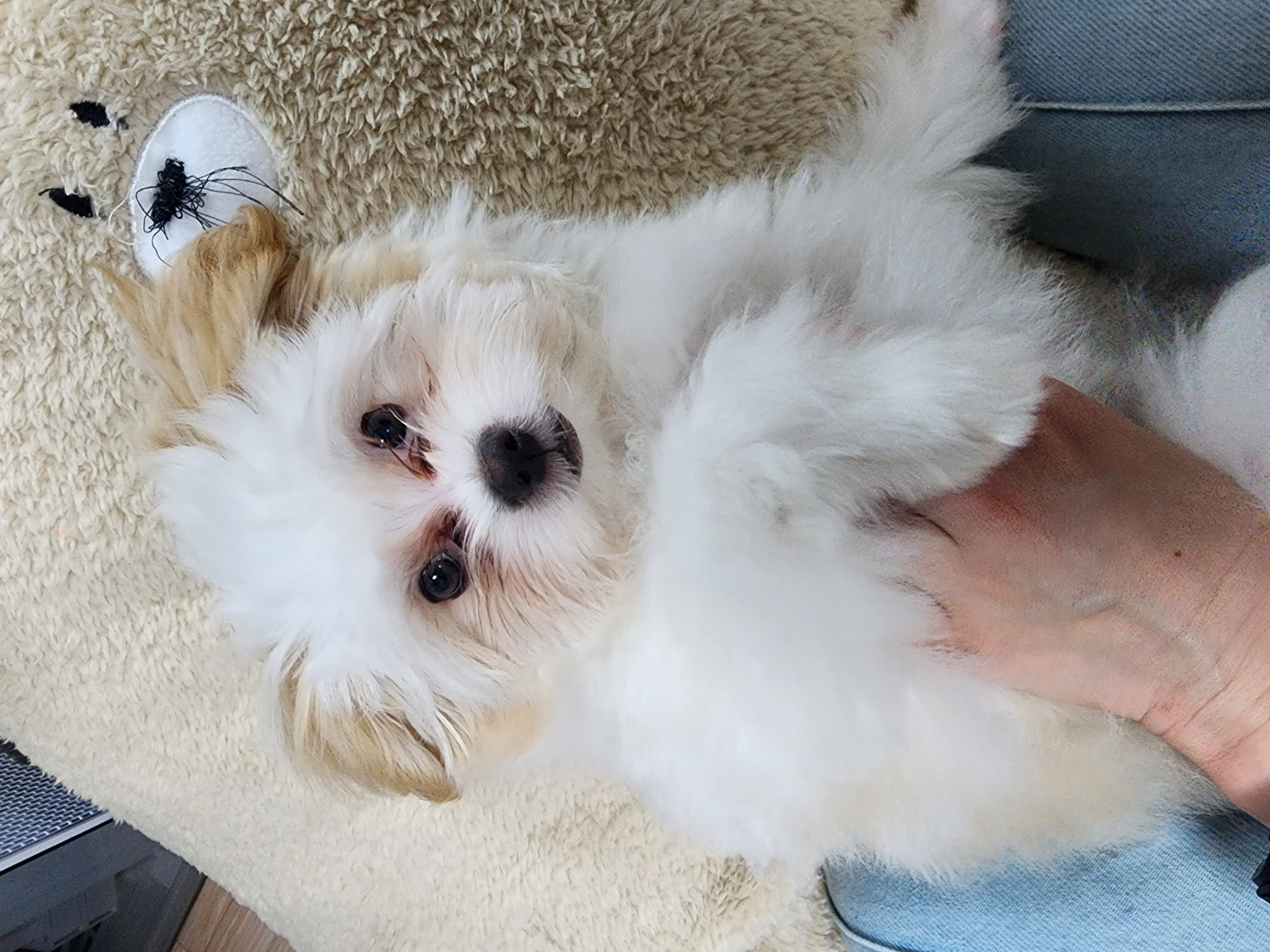 가을이 (아원) 입양 한달차 입니다 