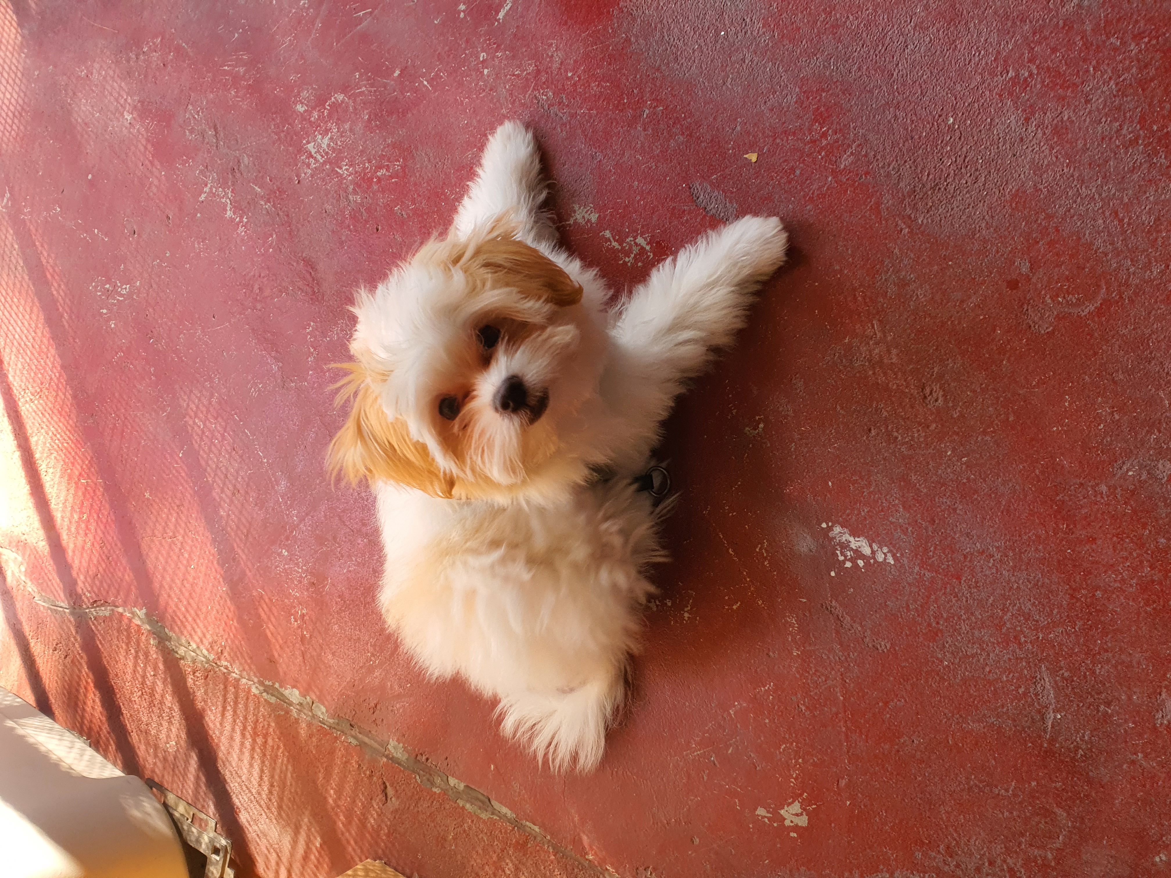 가을이 (아원) 입양 한달차 입니다 