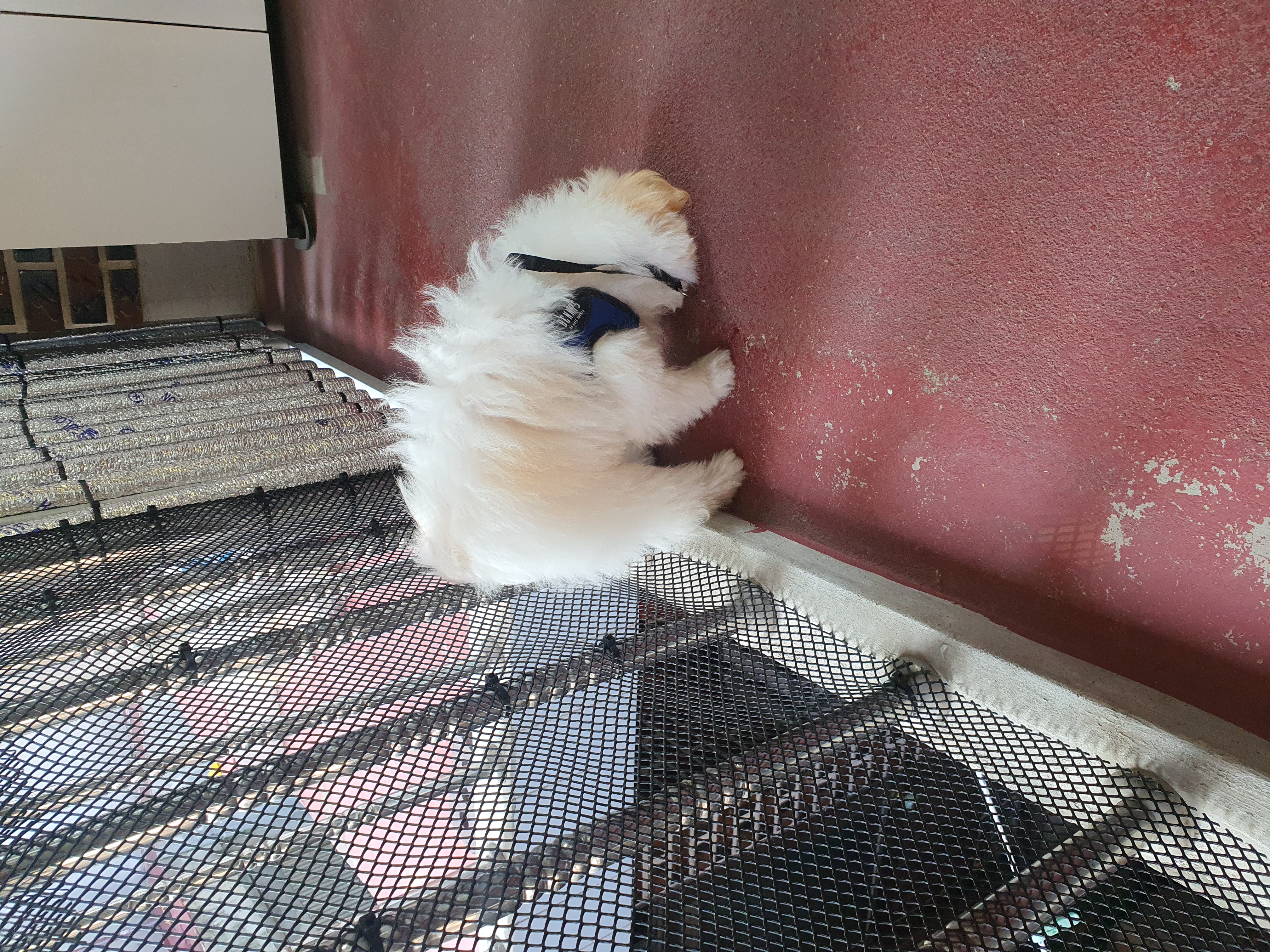 가을이 (아원) 입양 한달차 입니다 