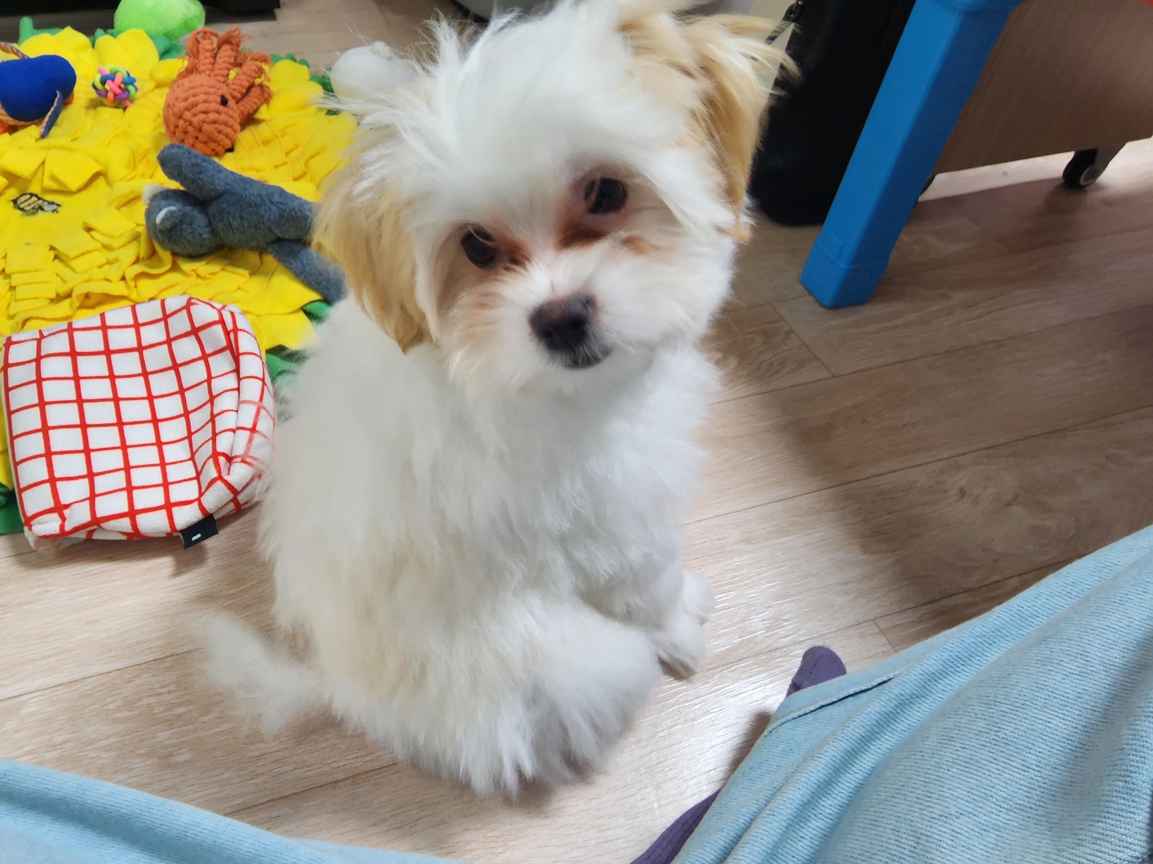 가을이 (아원) 입양 한달차 입니다 