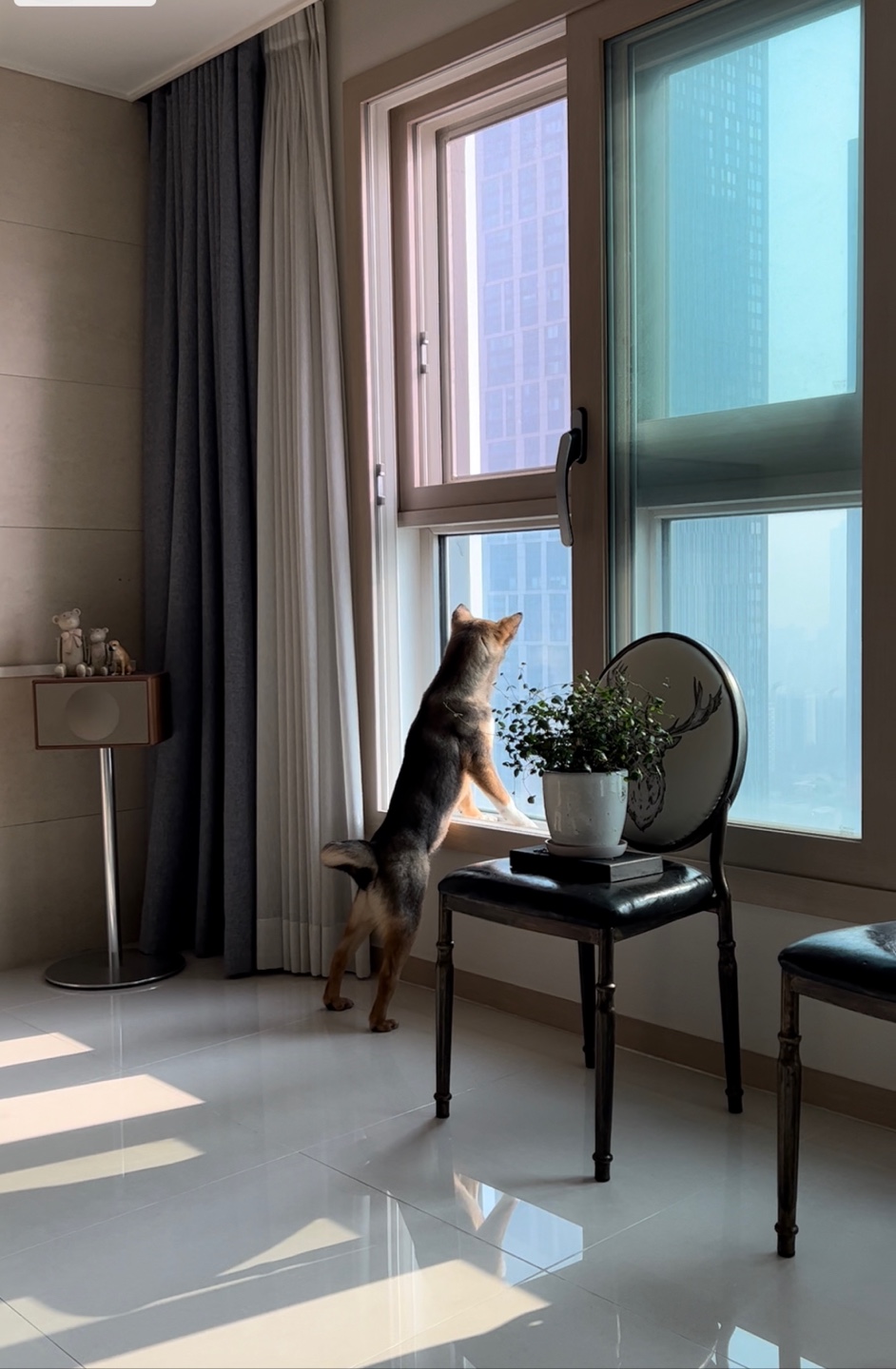 (입양 1주일) 구)강식,  우리 테오 입양 후기 입니다