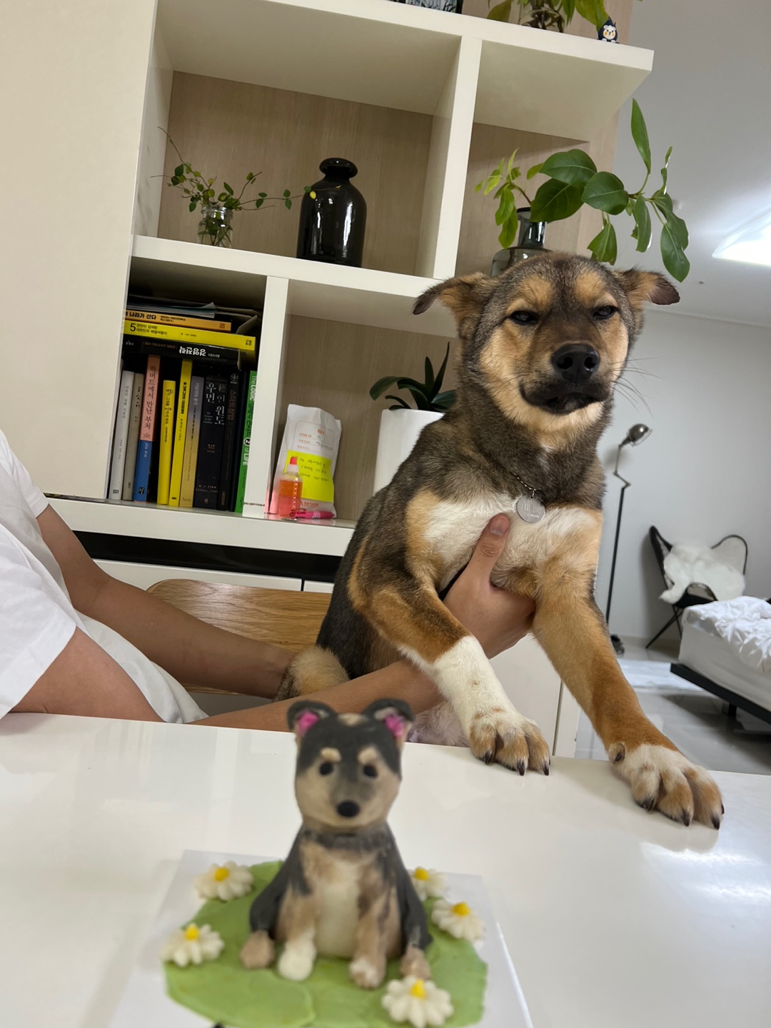 (입양 1주일) 구)강식,  우리 테오 입양 후기 입니다