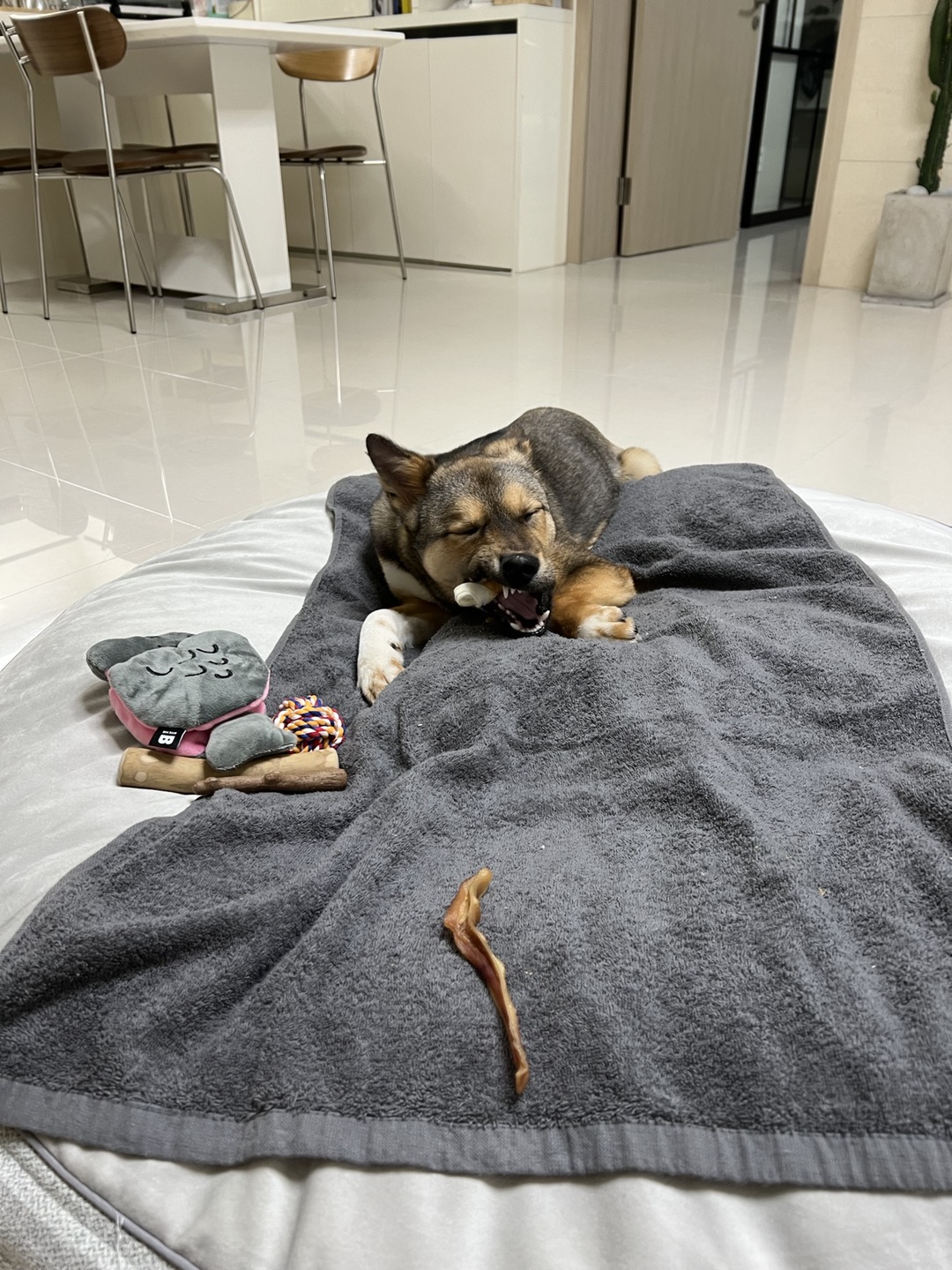 (입양 1주일) 구)강식,  우리 테오 입양 후기 입니다