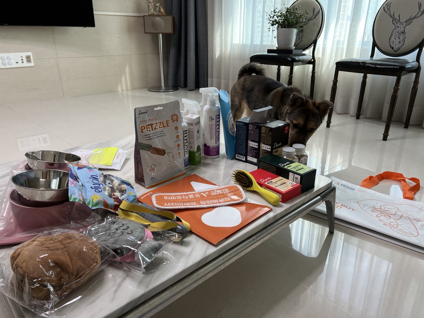 (입양 1주일) 구)강식,  우리 테오 입양 후기 입니다