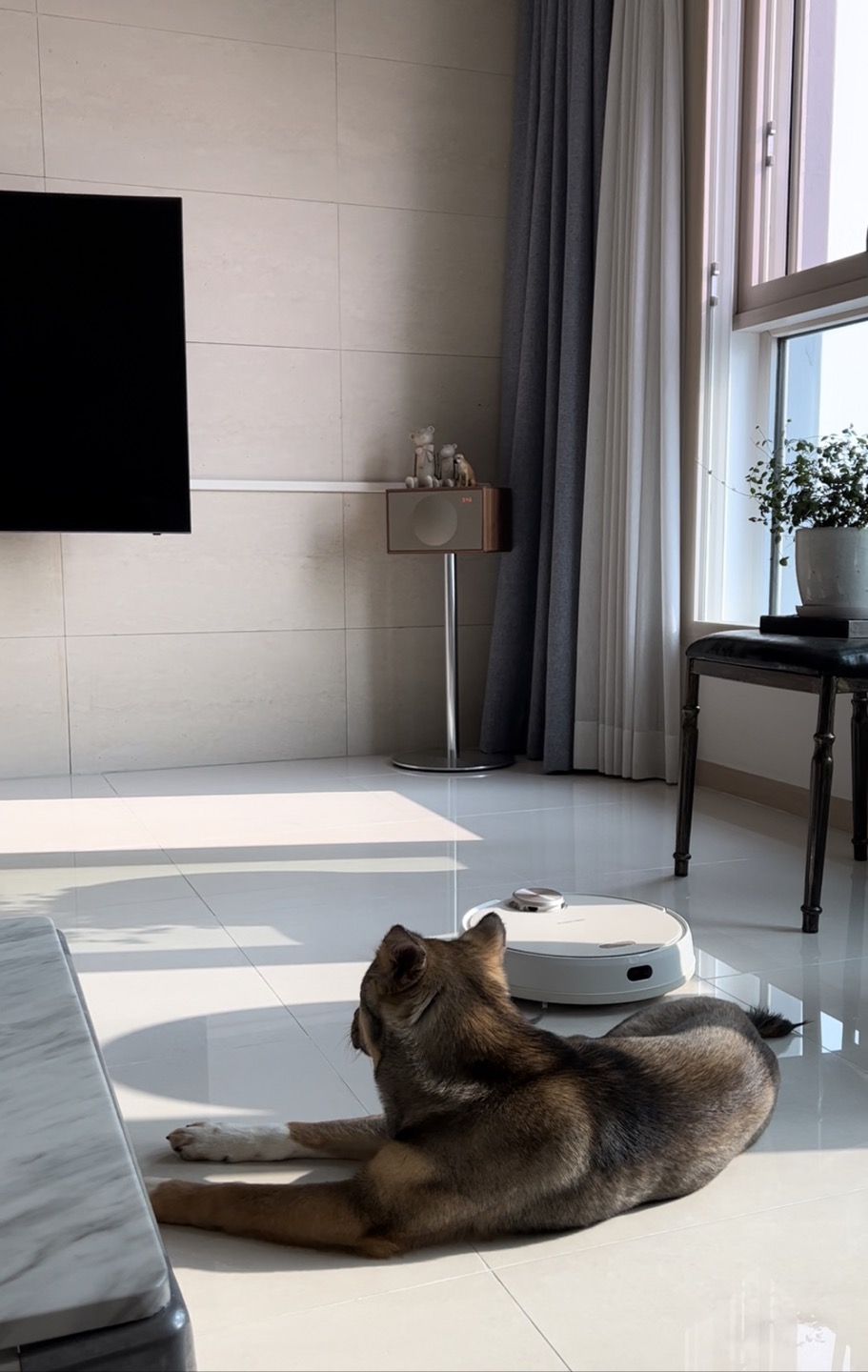 (입양 1주일) 구)강식,  우리 테오 입양 후기 입니다