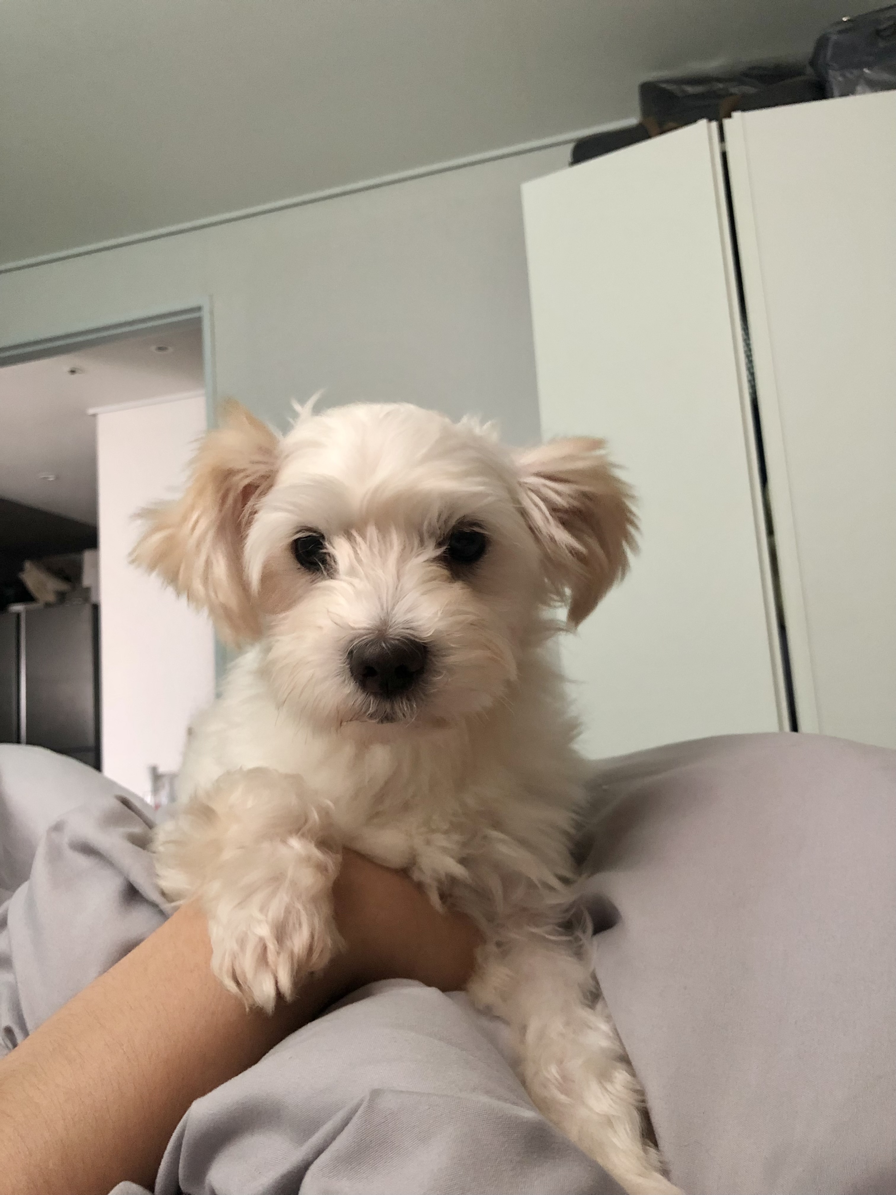 오름(아산구조견 미도) 입양 삼개월후기