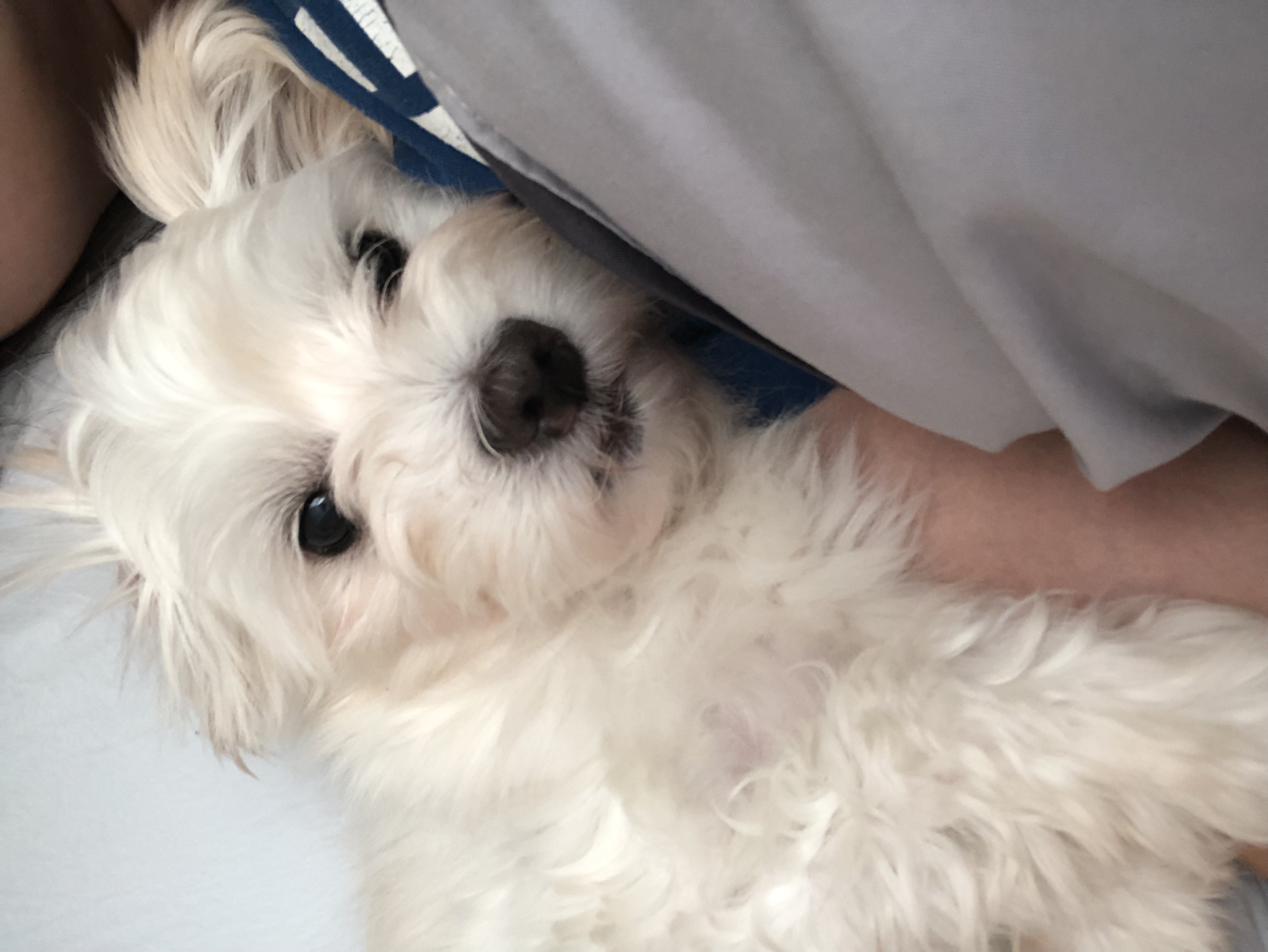 오름(아산구조견 미도) 입양 삼개월후기