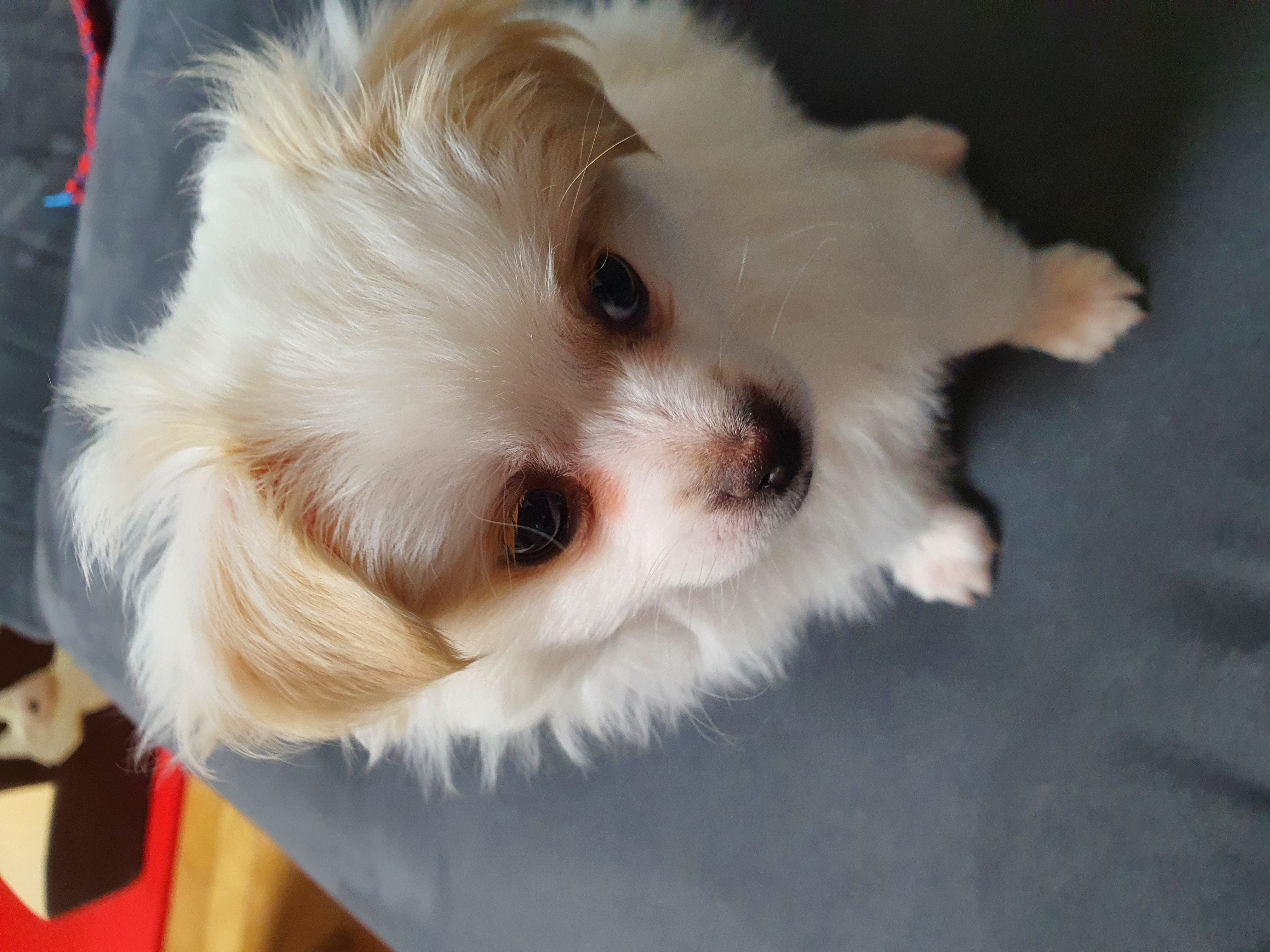 투투(쭌) 입양후기