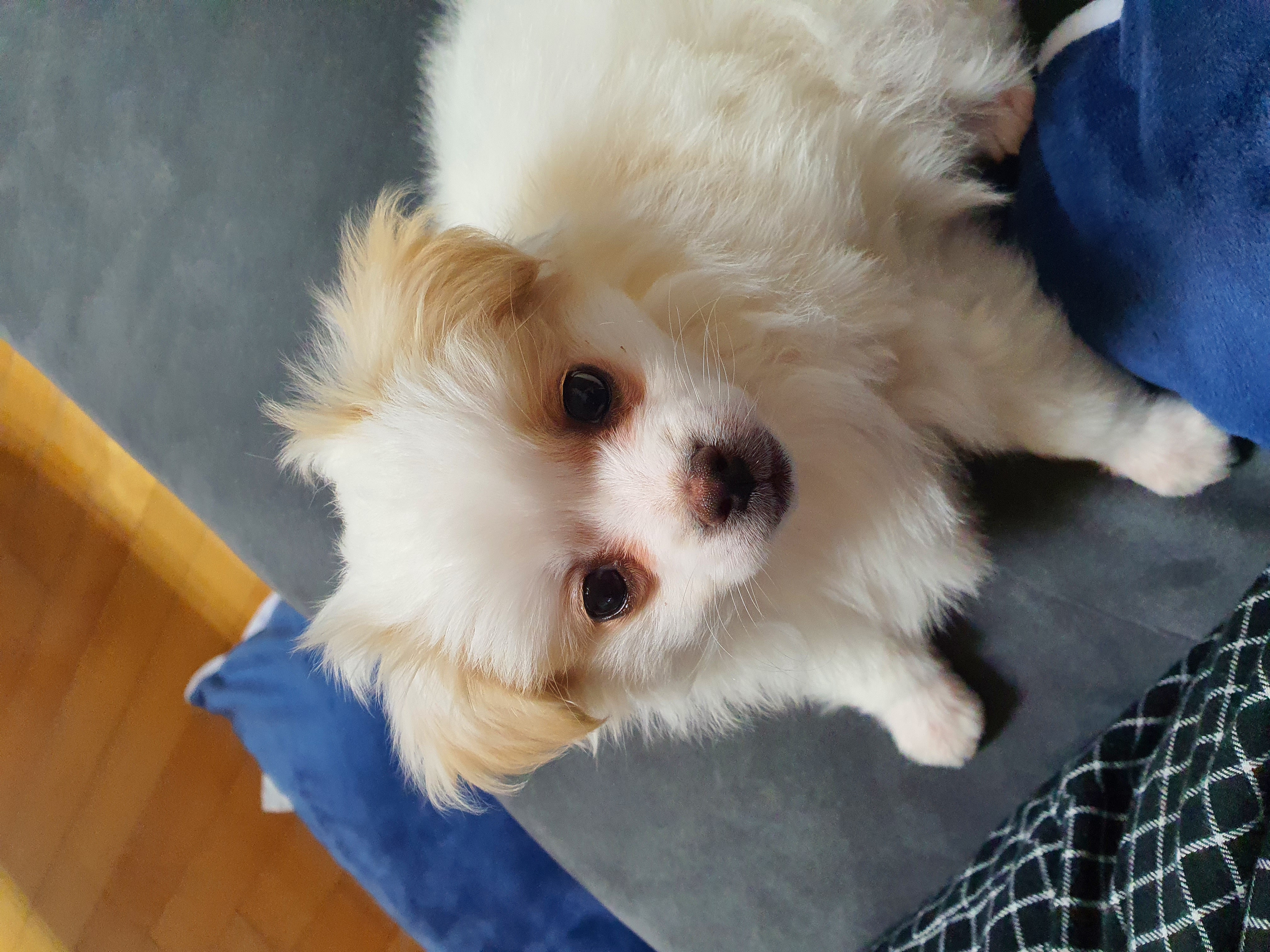 투투(쭌) 입양후기