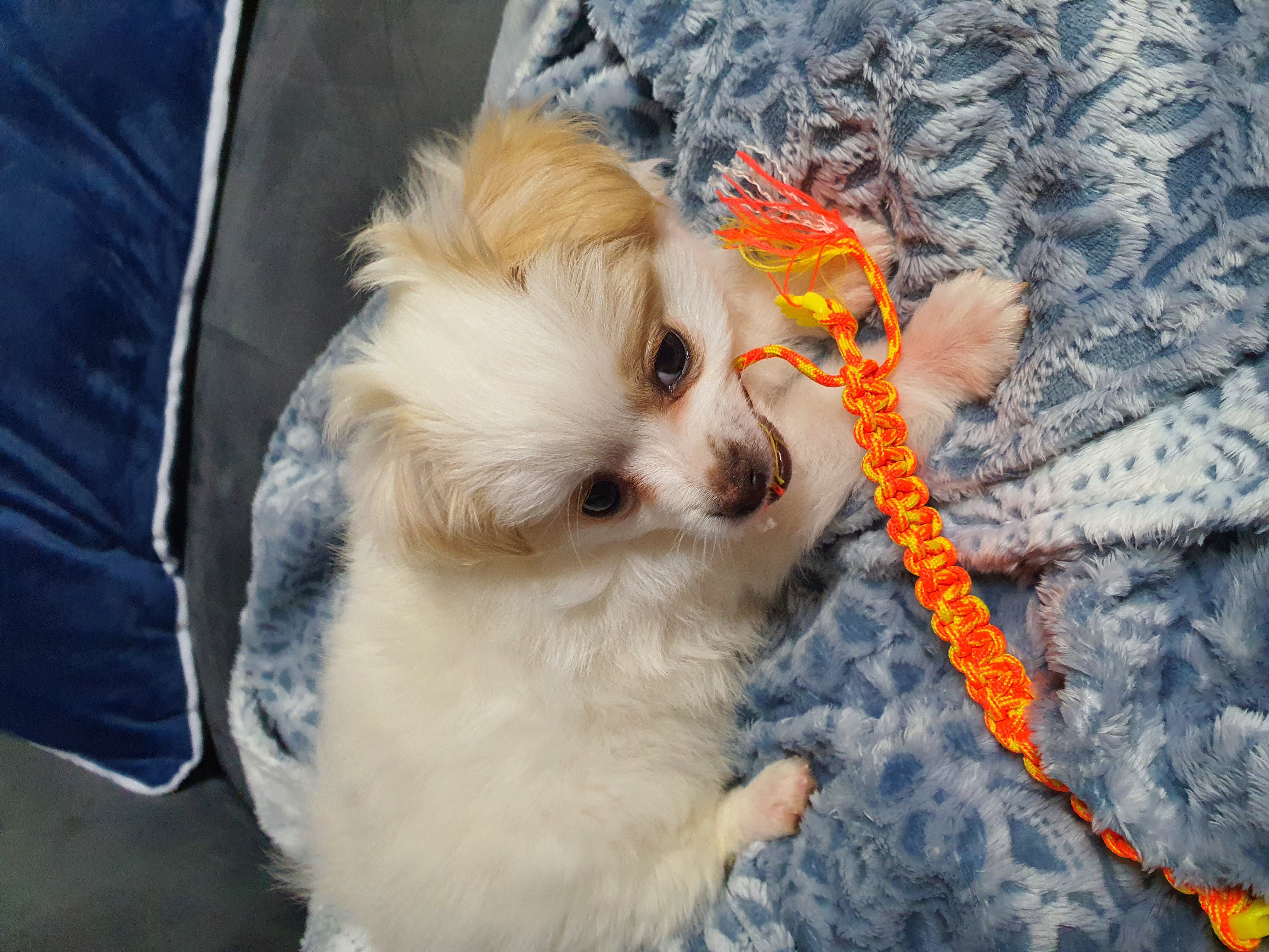 투투(쭌) 입양후기