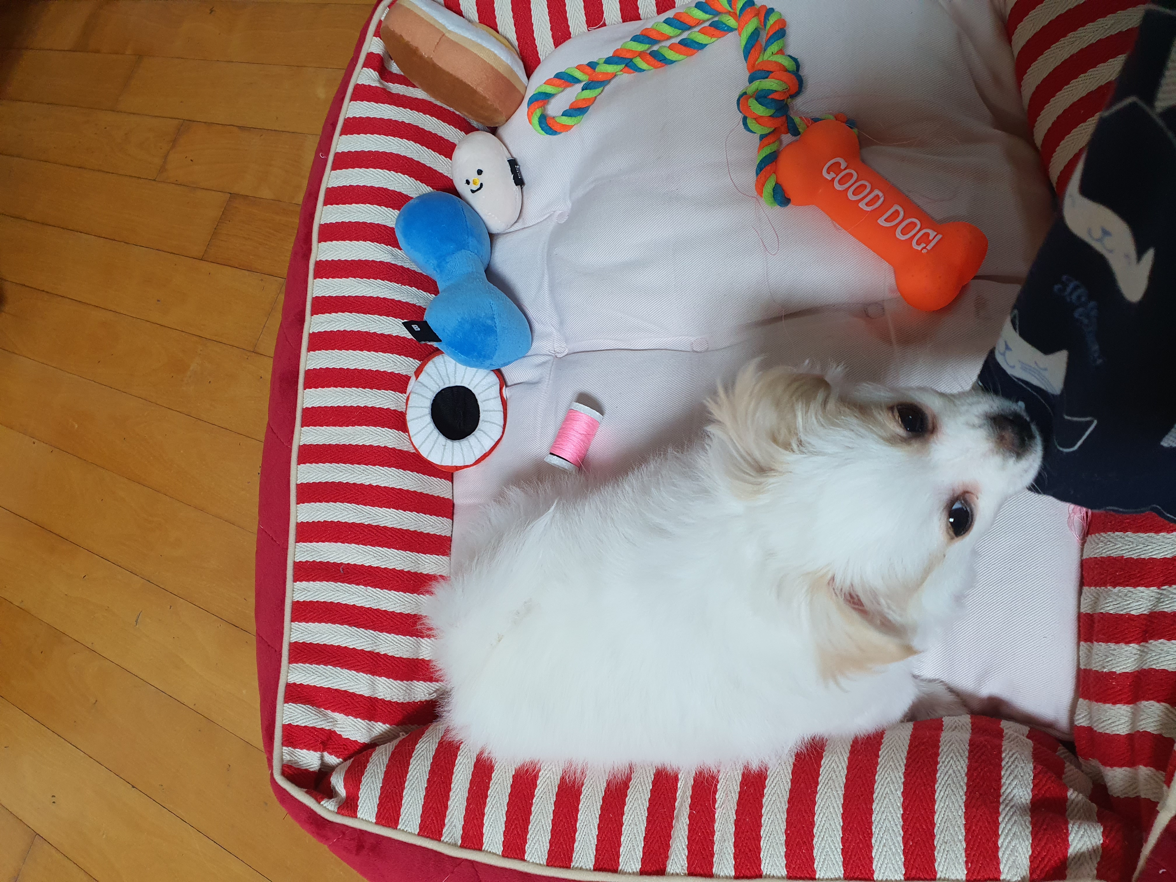 투투(쭌) 입양후기