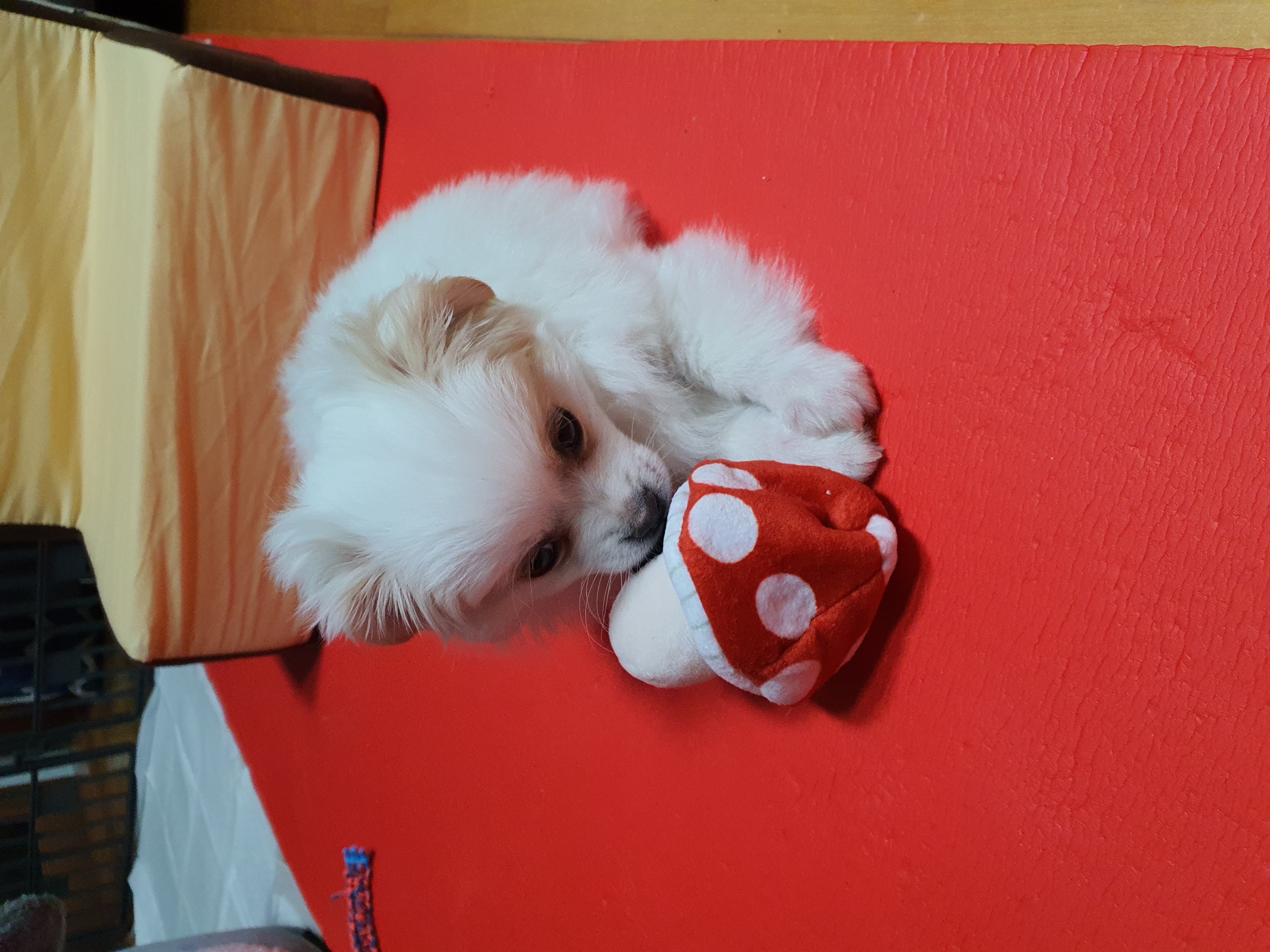 투투(쭌) 입양후기