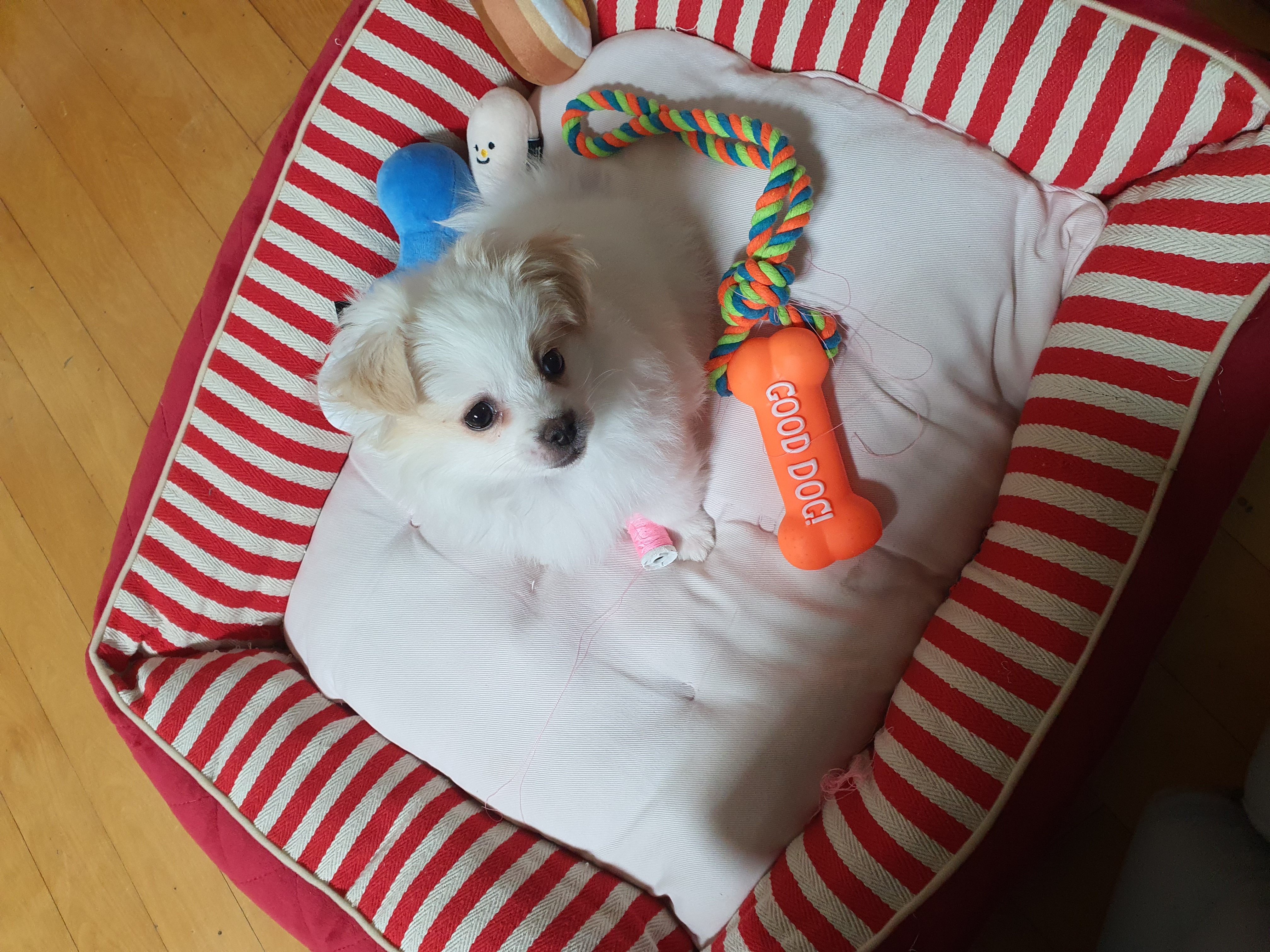 투투(쭌) 입양후기