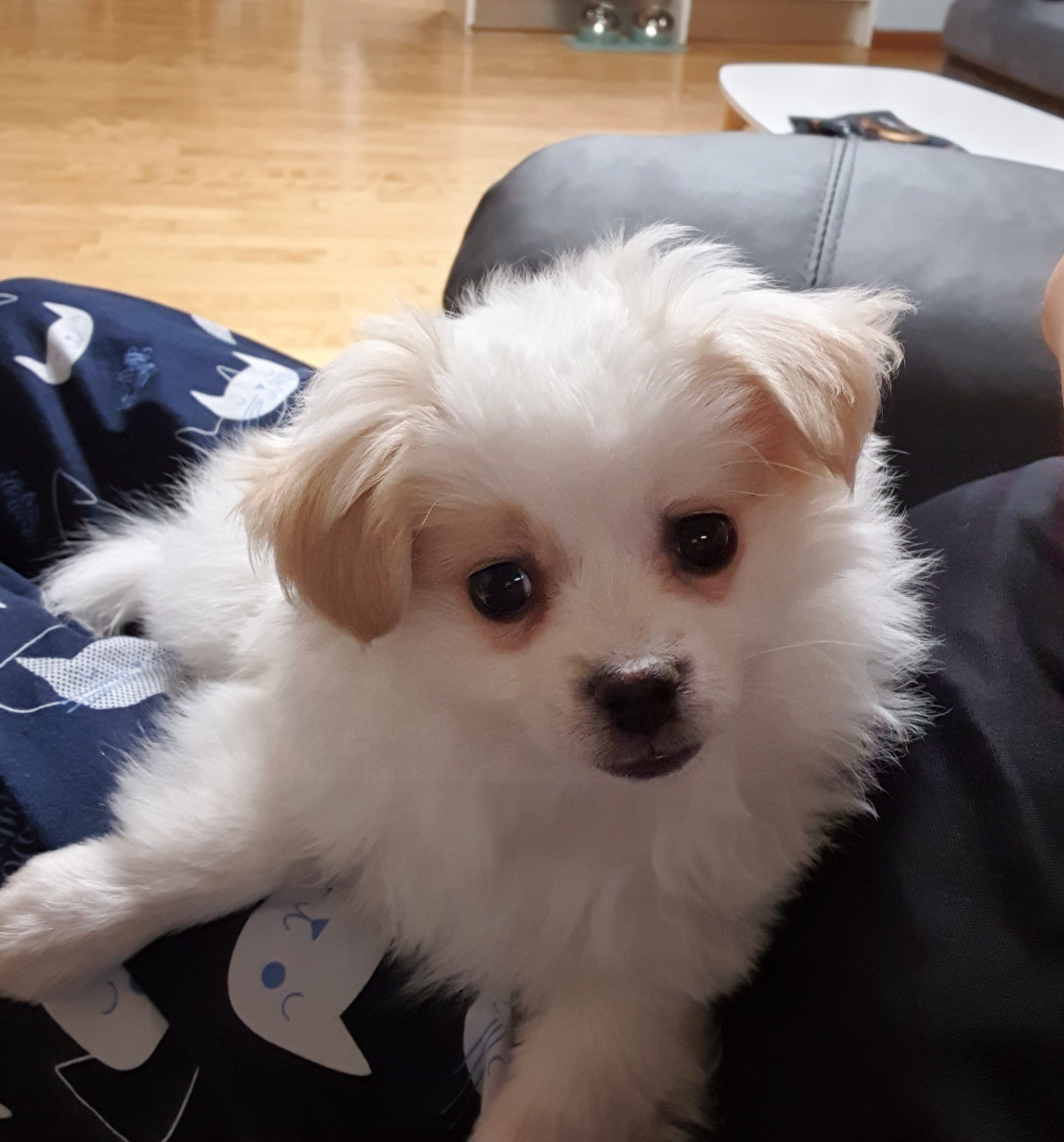 투투(쭌) 입양후기