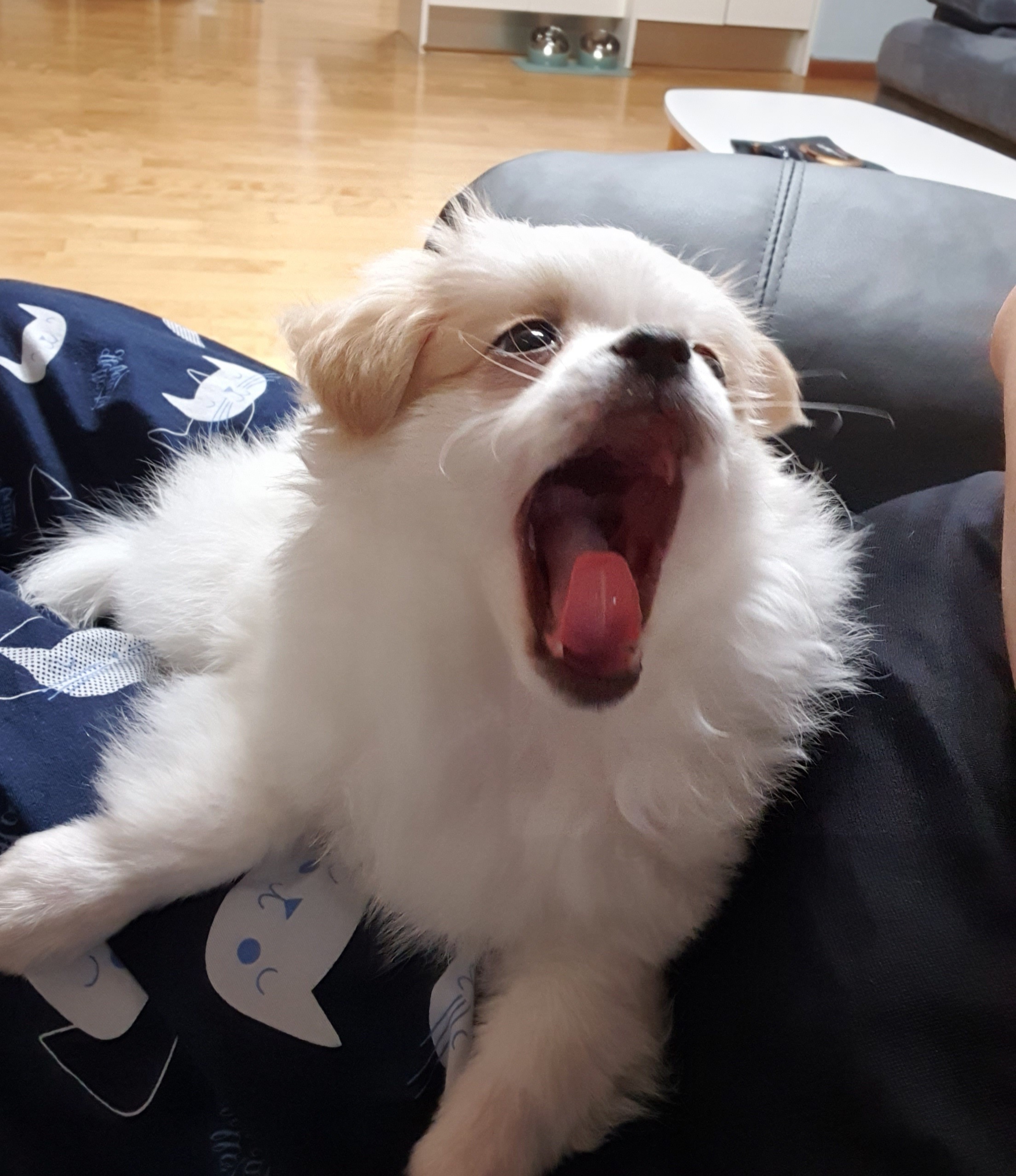 투투(쭌) 입양후기