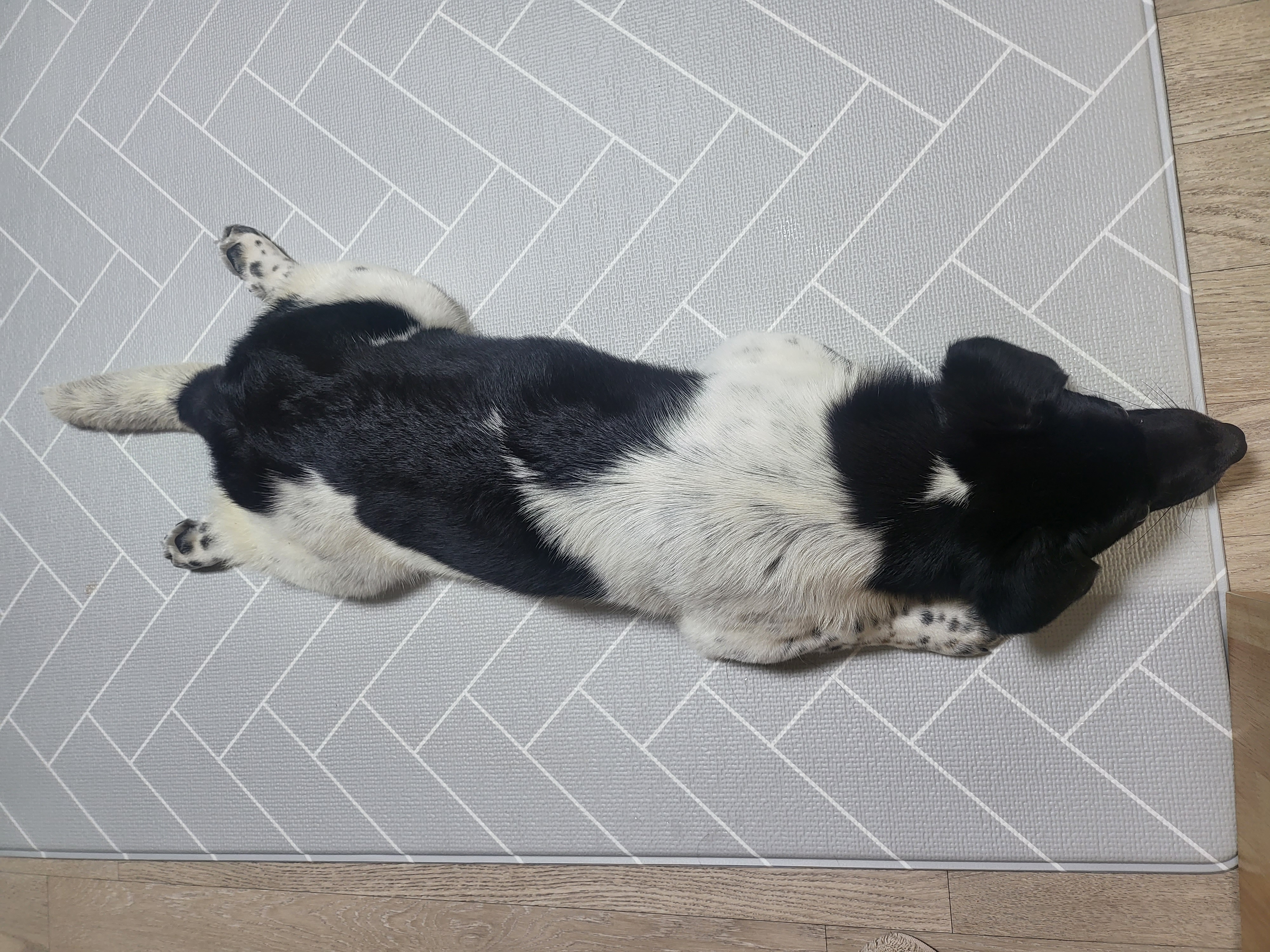 첸첸이~일상이야기