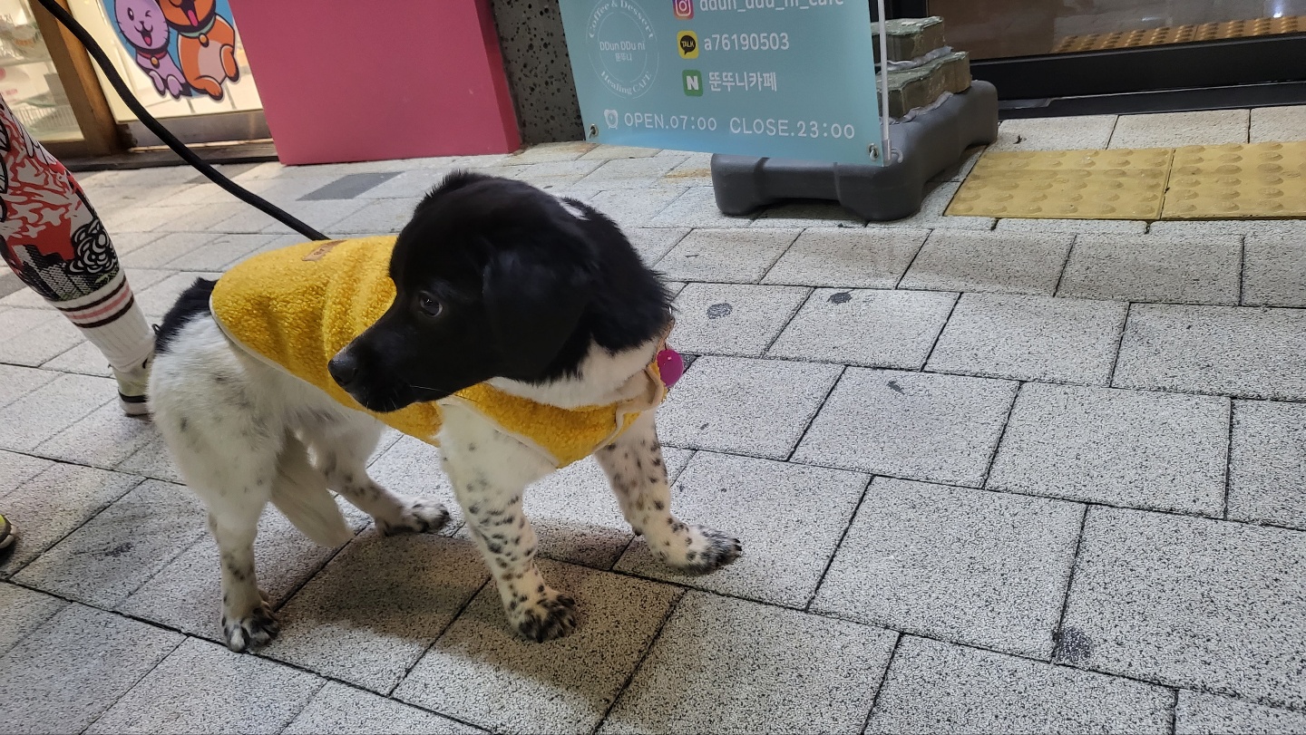 첸첸이~일상이야기