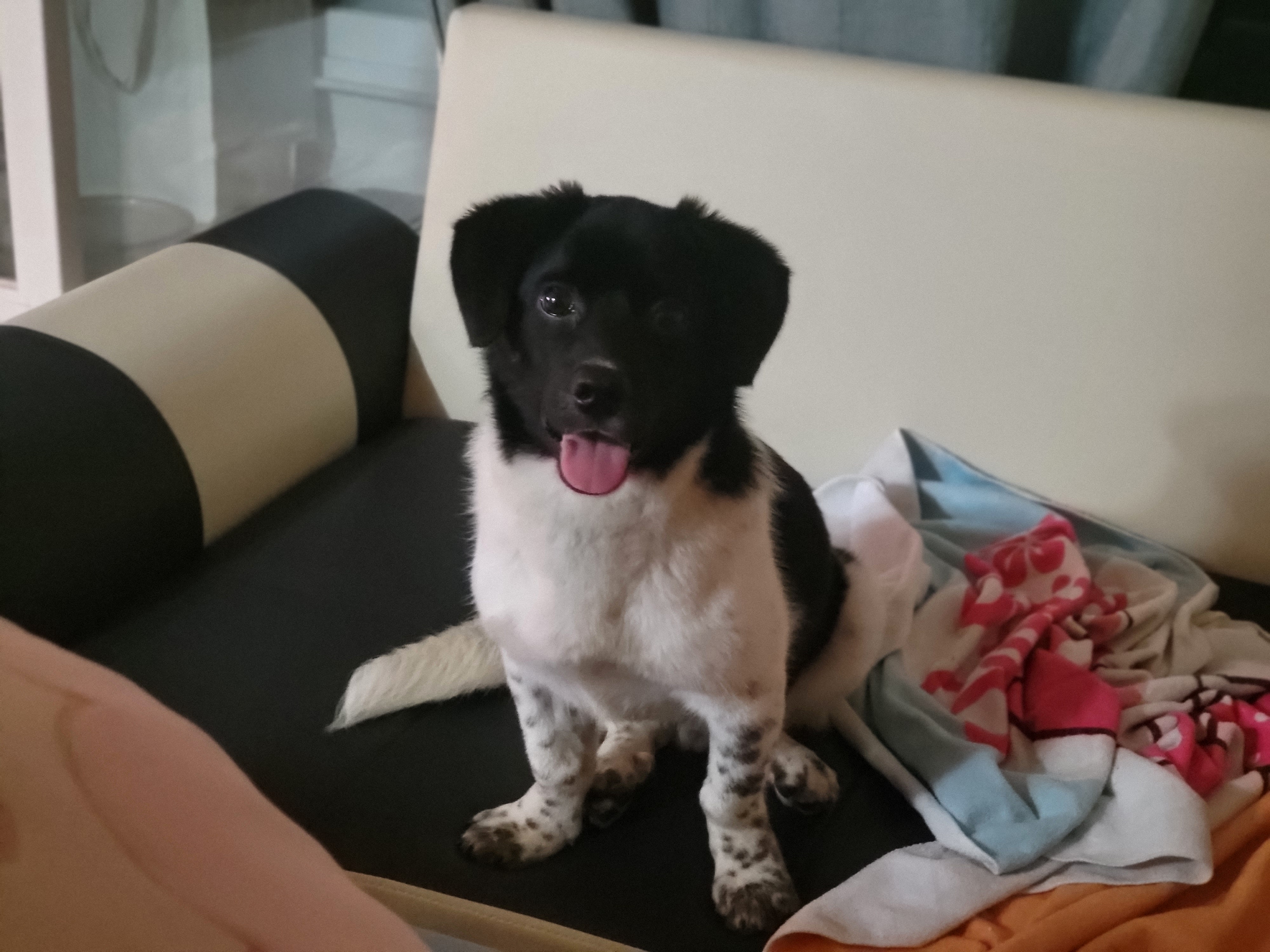 첸첸이~일상이야기