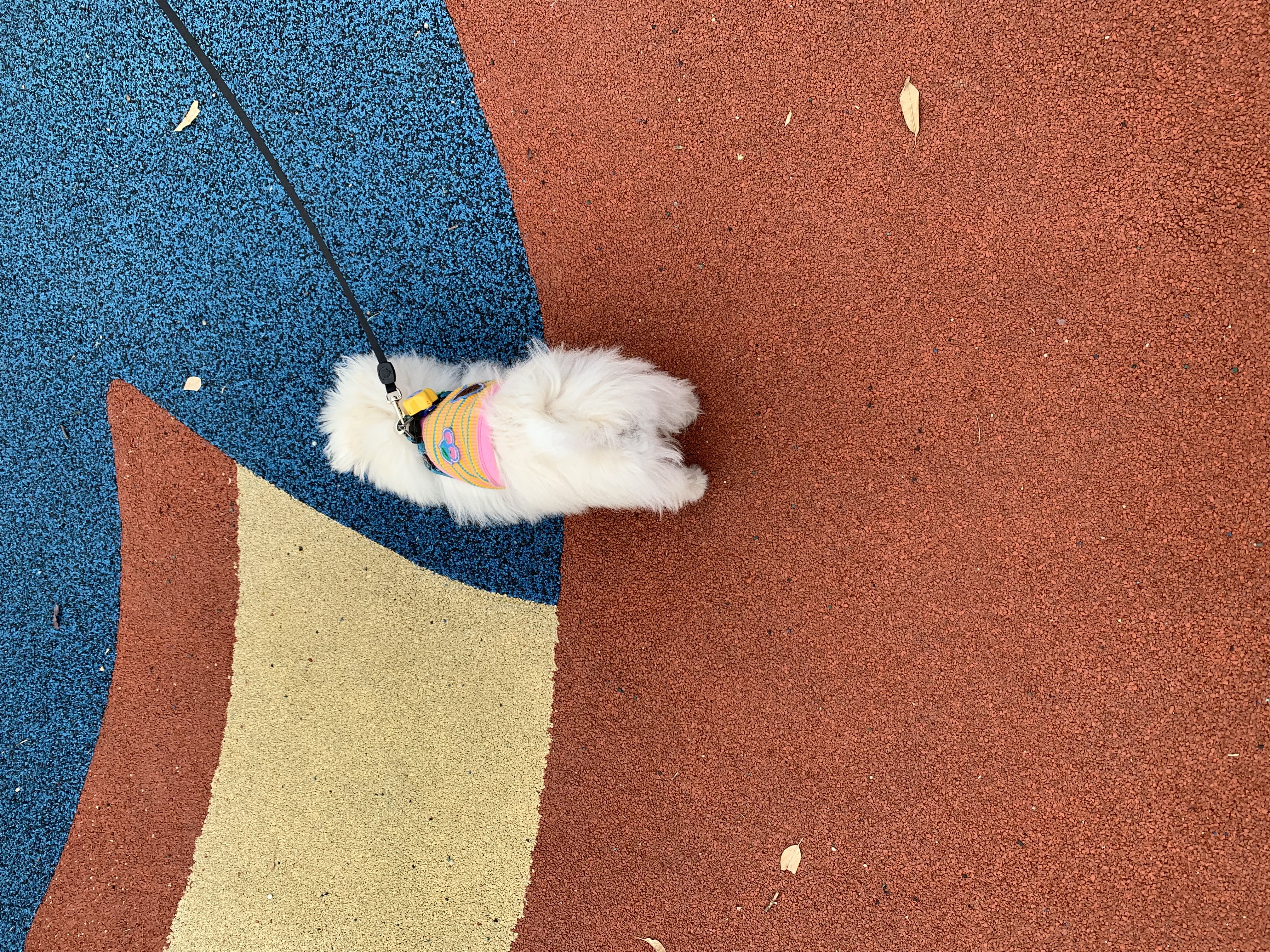 두리(소일이) 입양 한달차 입니다.