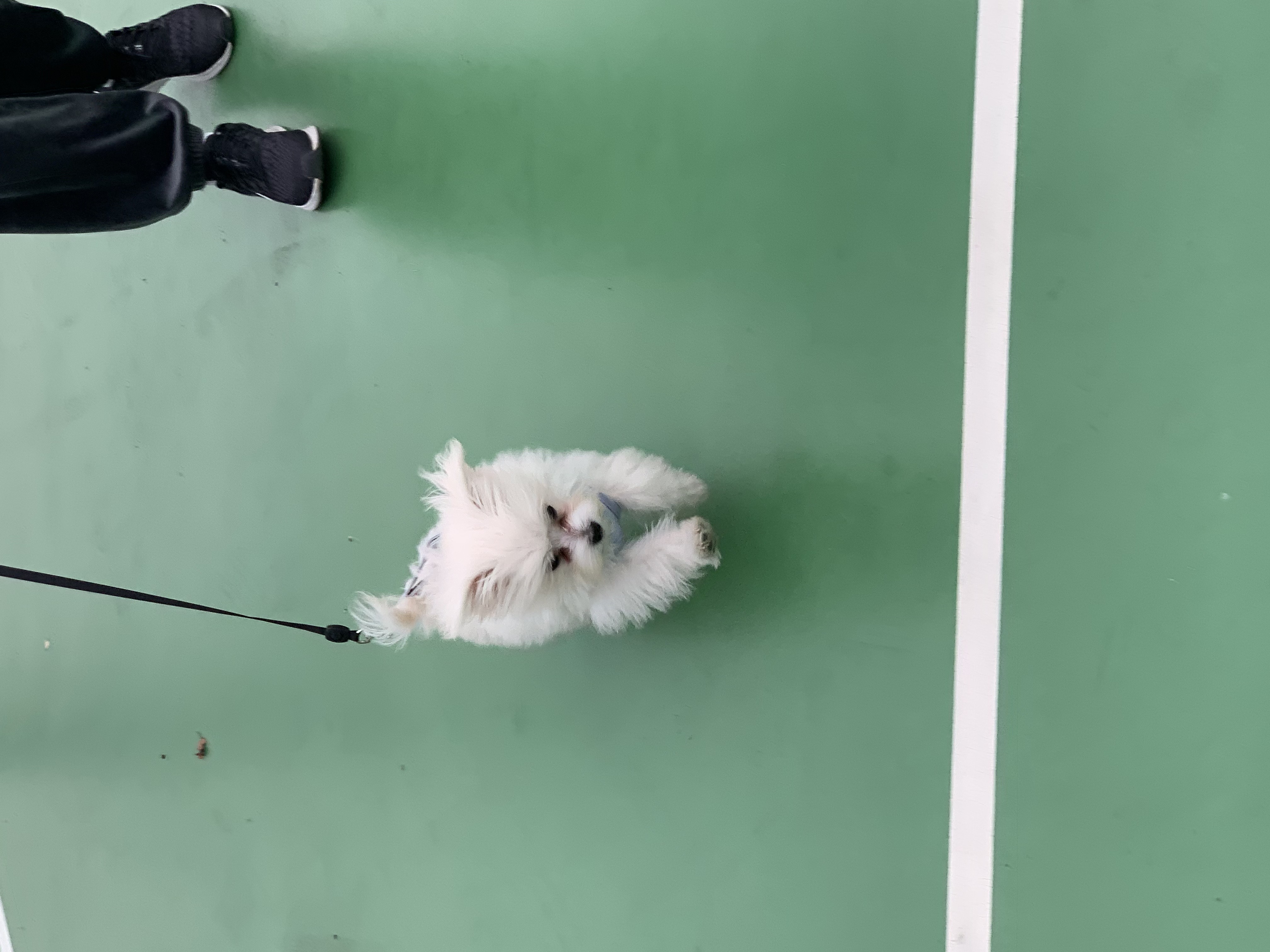 두리(소일이) 입양 한달차 입니다.