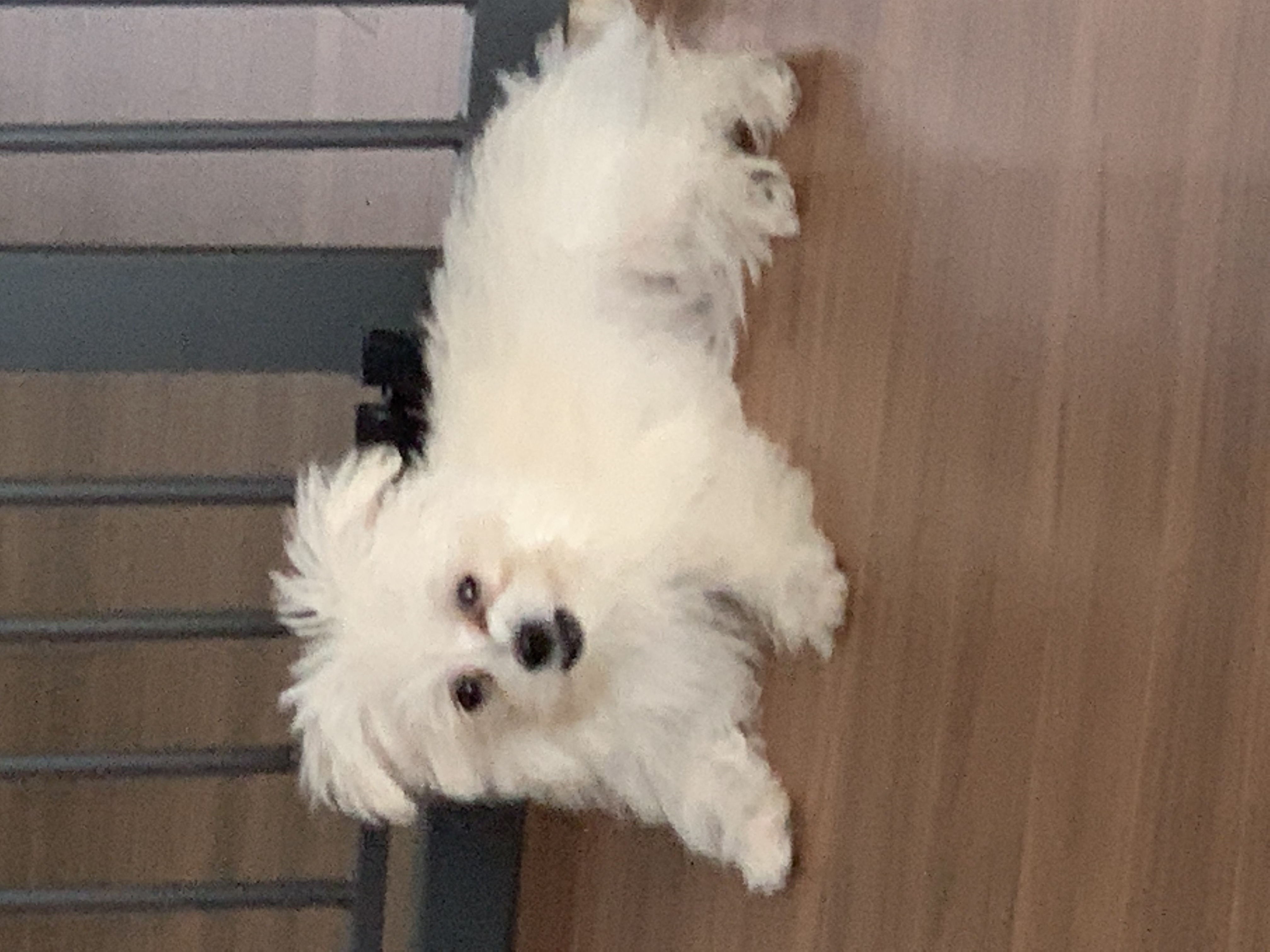 두리(소일이) 입양 한달차 입니다.