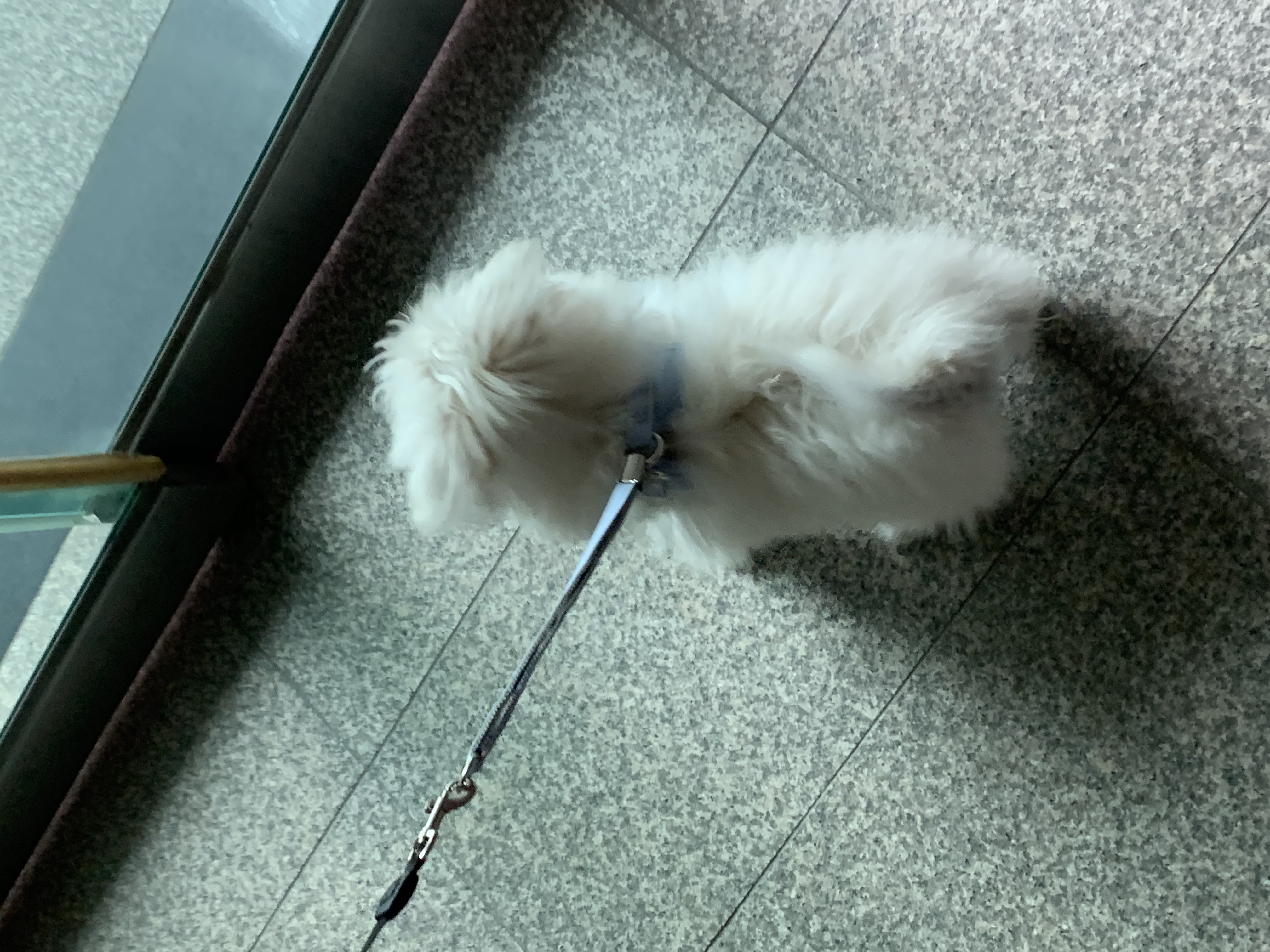 두리(소일이) 입양 한달차 입니다.