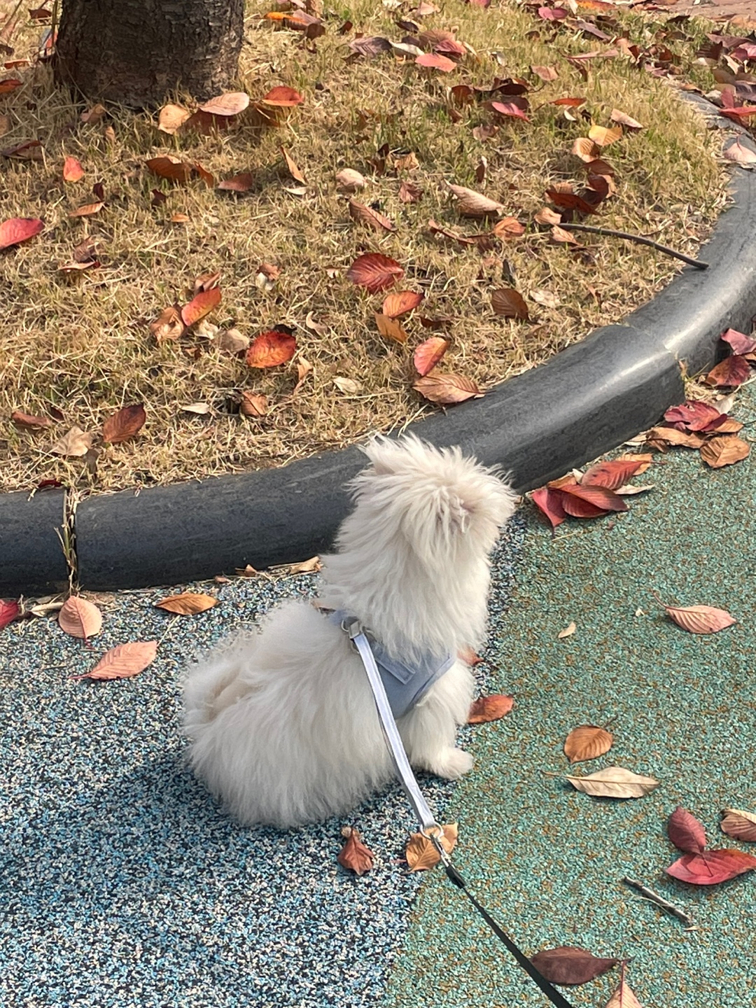 두리(소일이) 입양 한달차 입니다.