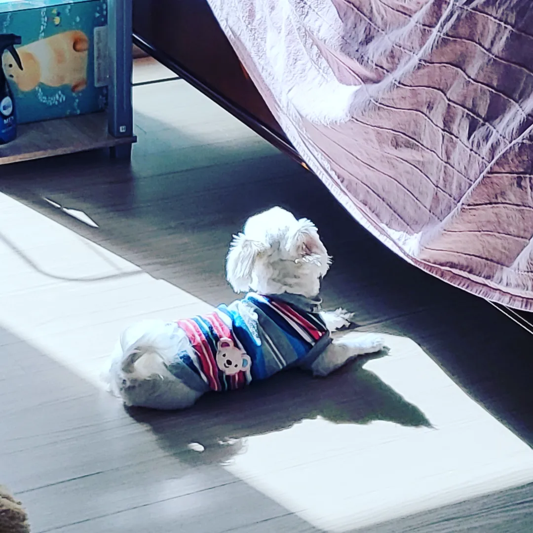 썬(포치) 입양 3개월^^