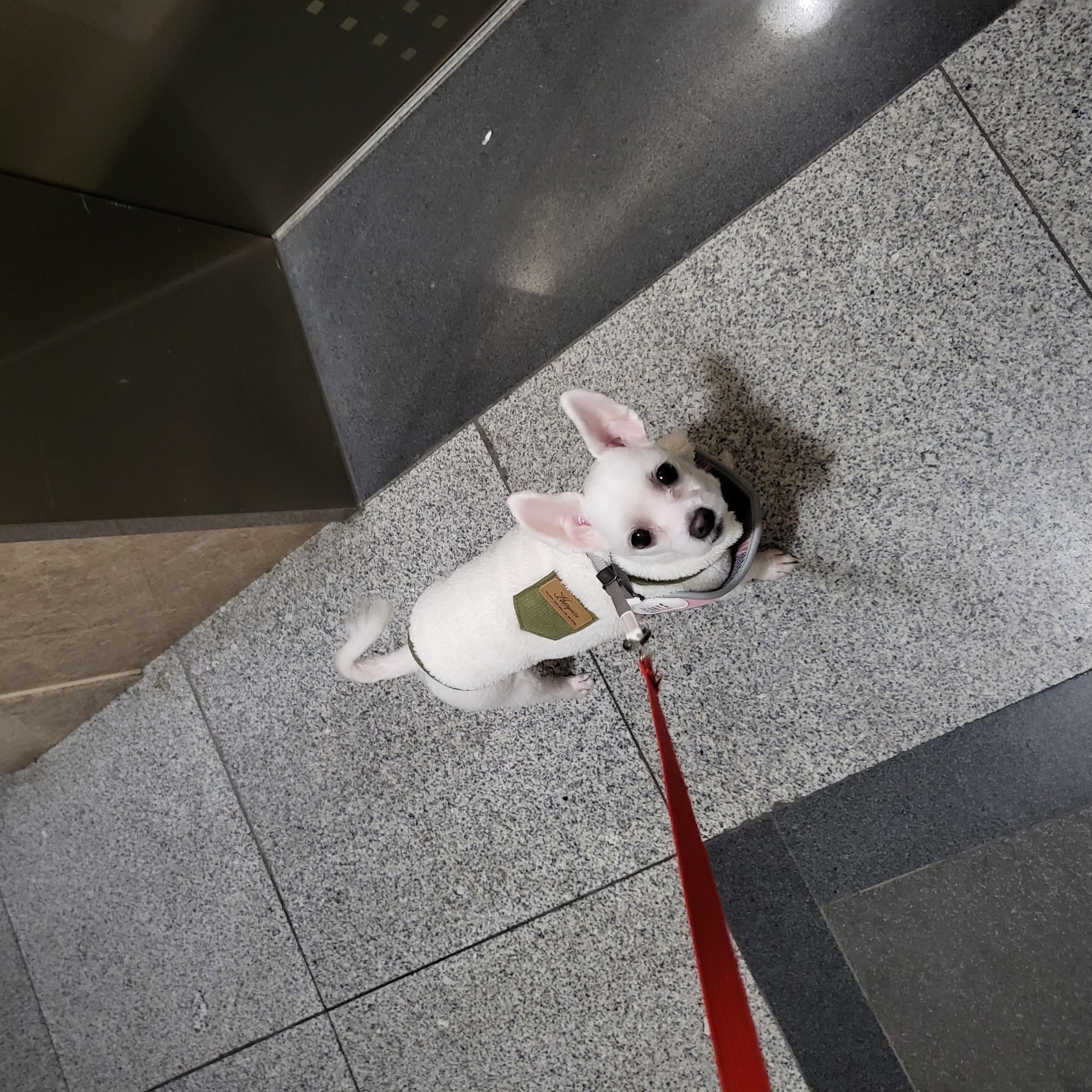 포오(현 배추) 입양 두달 후기