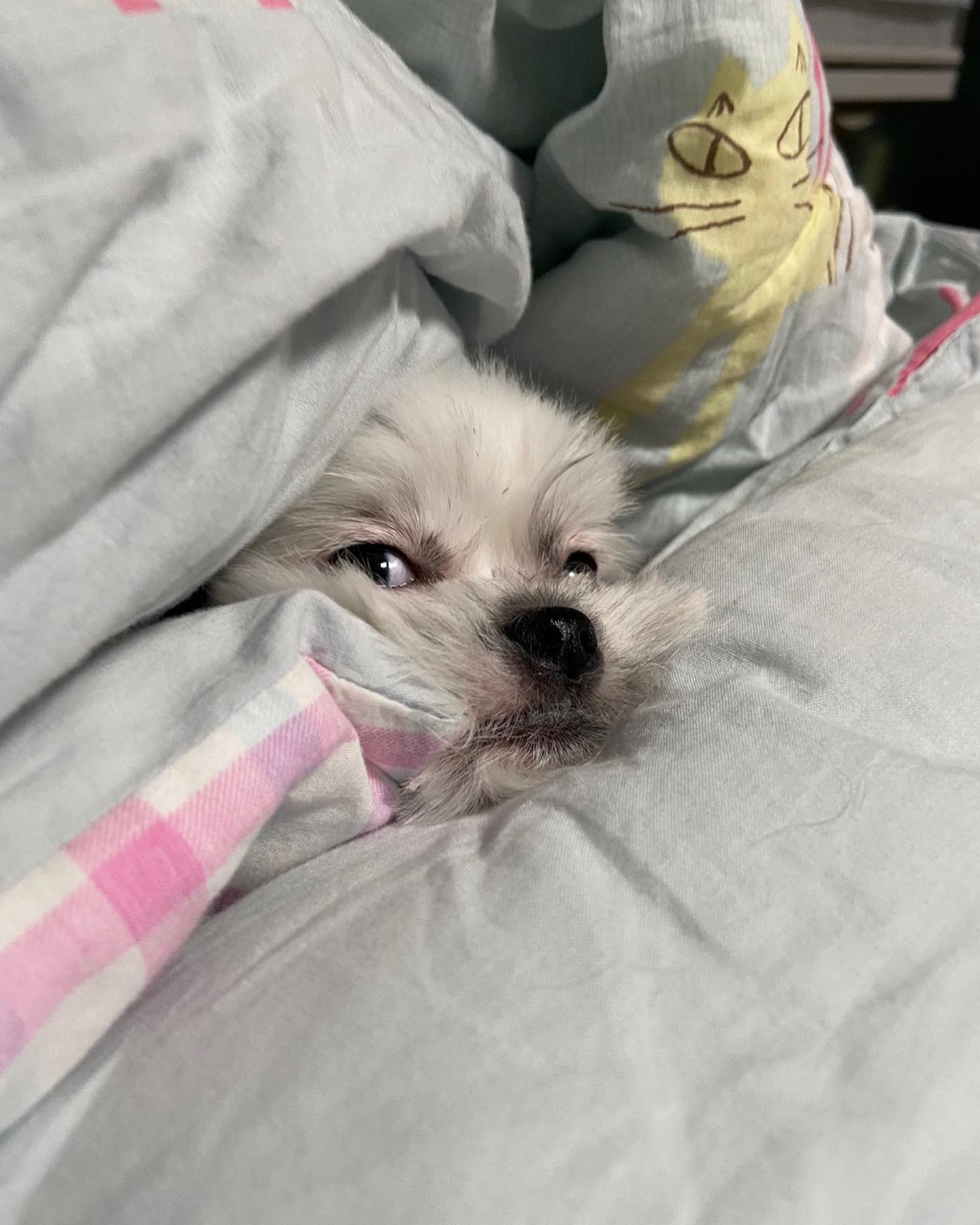 갈래 잘 지내고 있어요~~