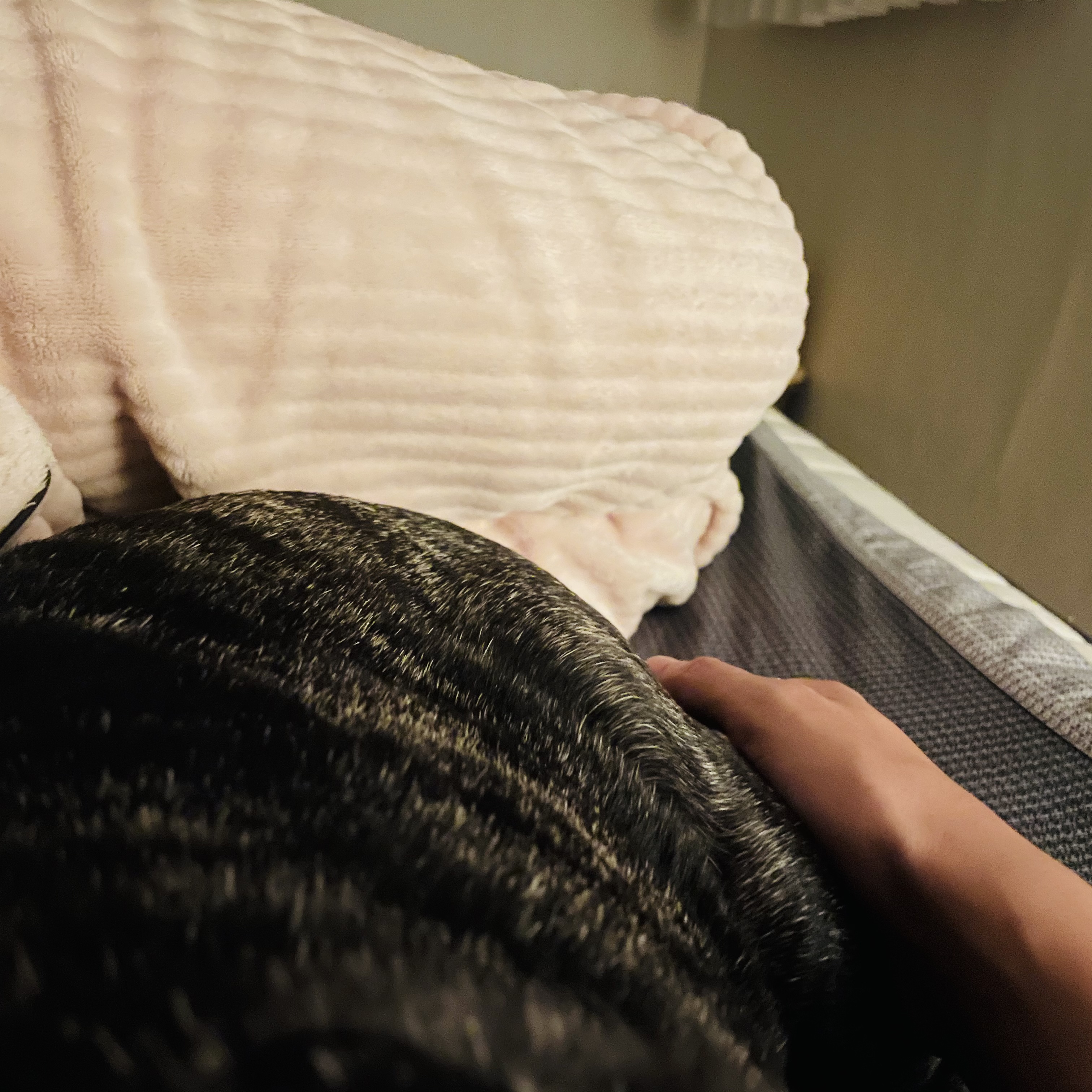 호이 임보 일기 ❤️ (벽강보호소 구조)