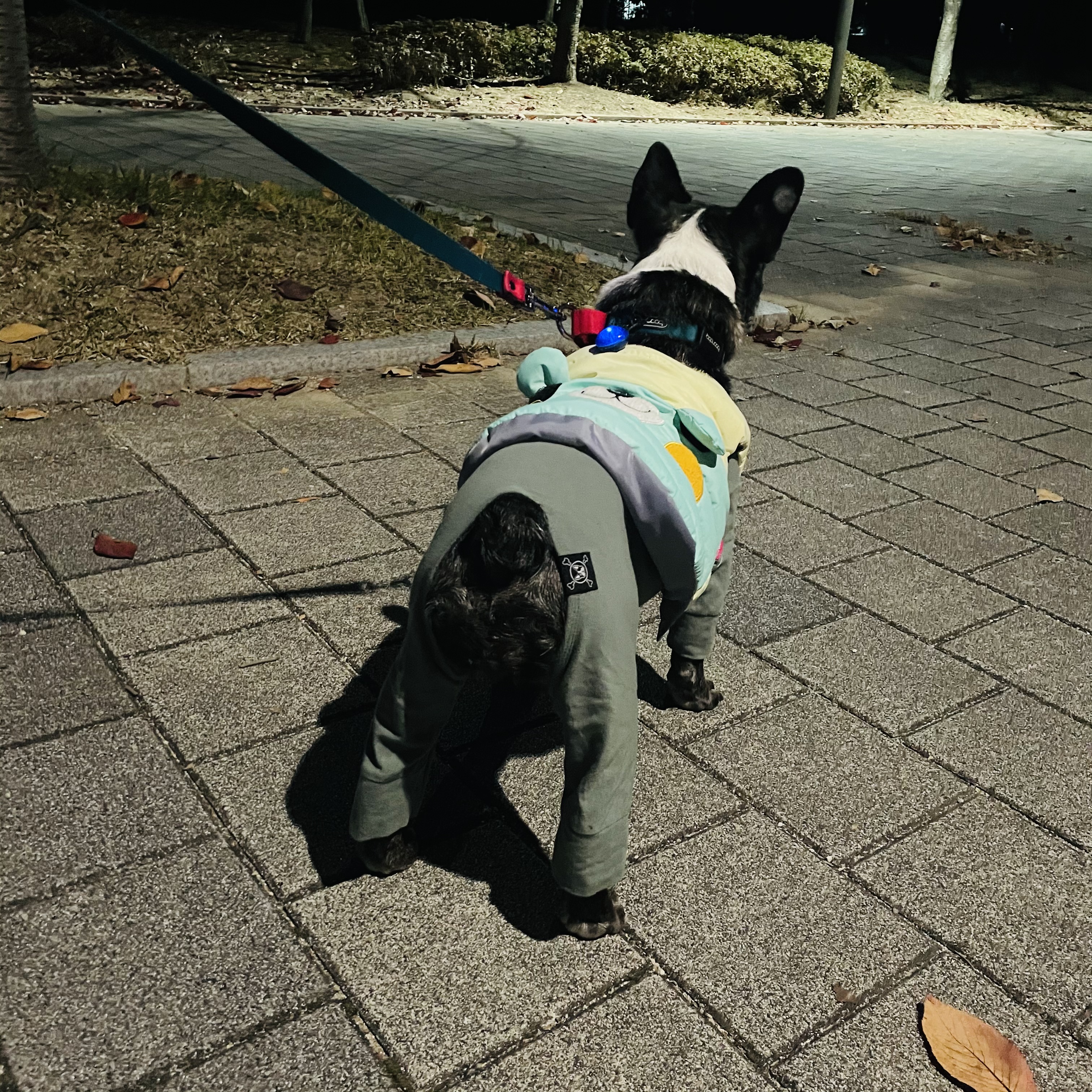 호이 임보 일기 ❤️ (벽강보호소 구조)