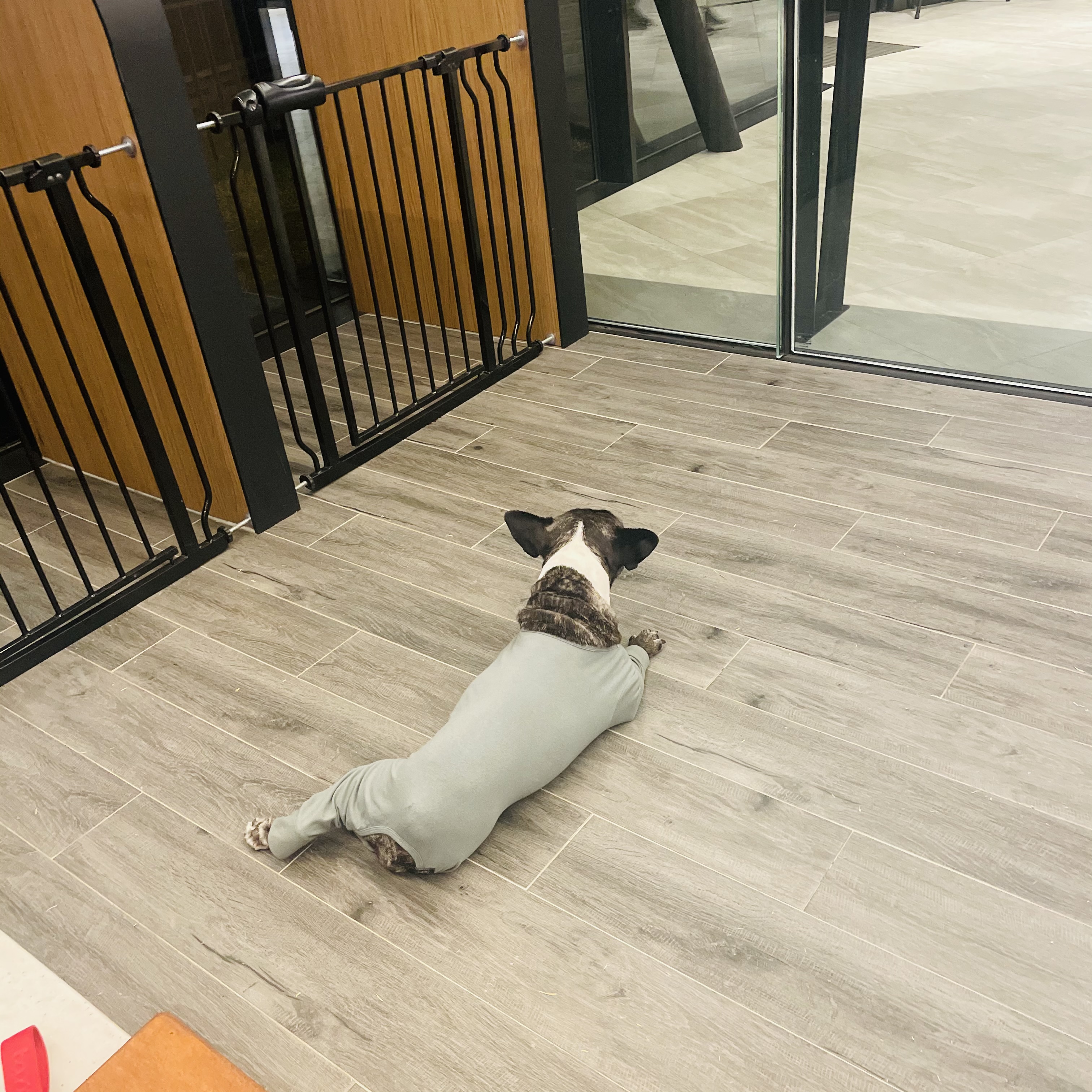 호이 임보 일기 ❤️ (벽강보호소 구조)